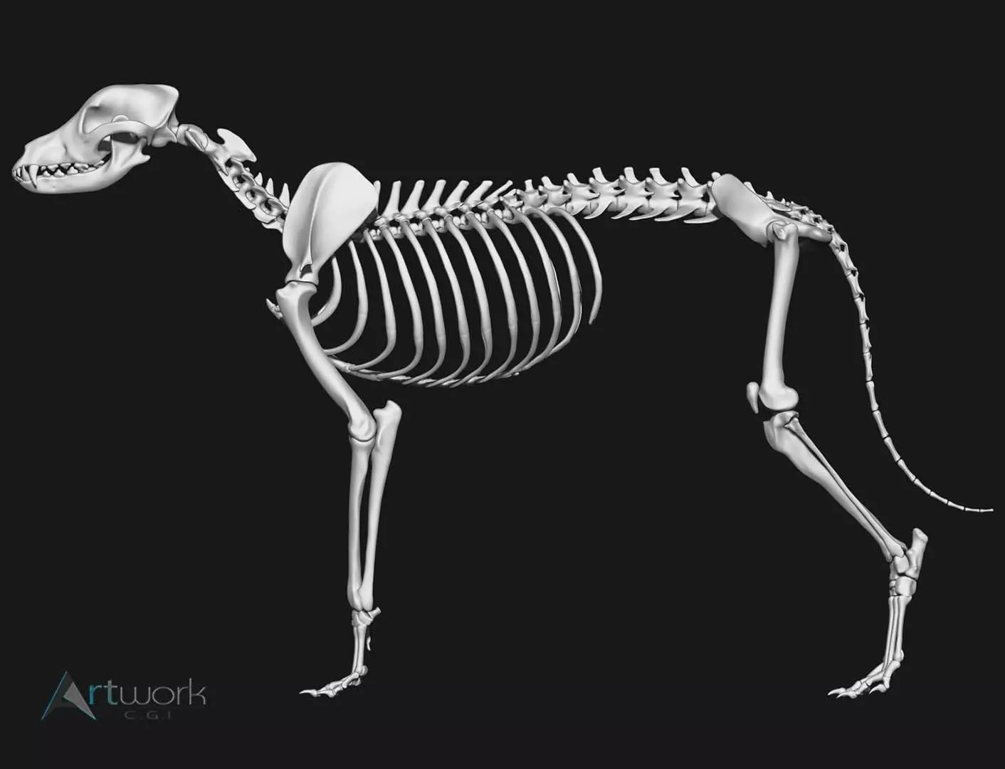 Dog Skeleton 3D model_0