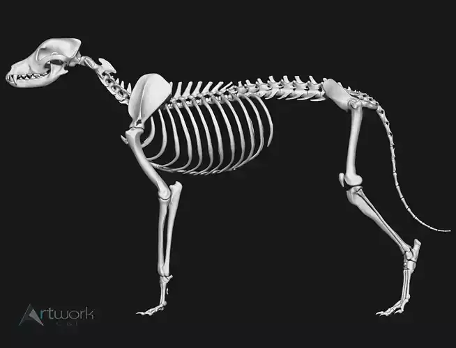 Dog Skeleton
