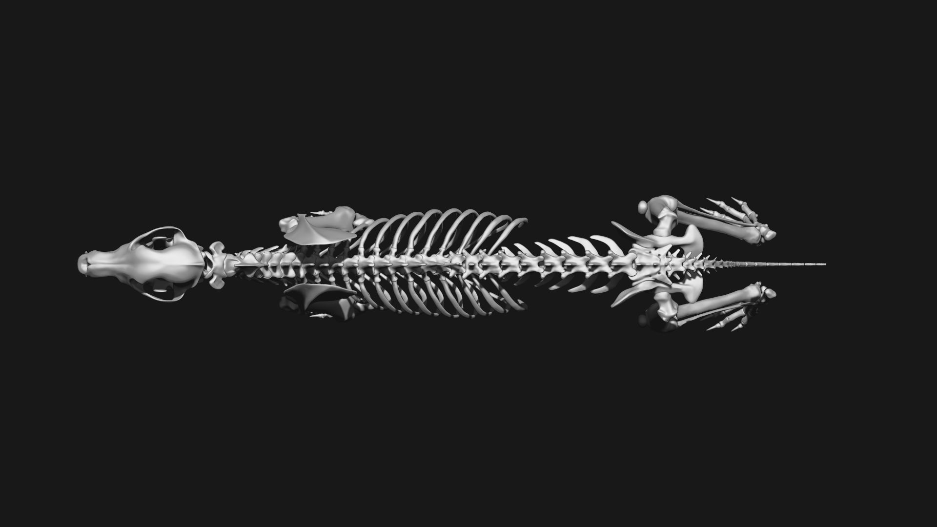 Dog Skeleton 3D model_3