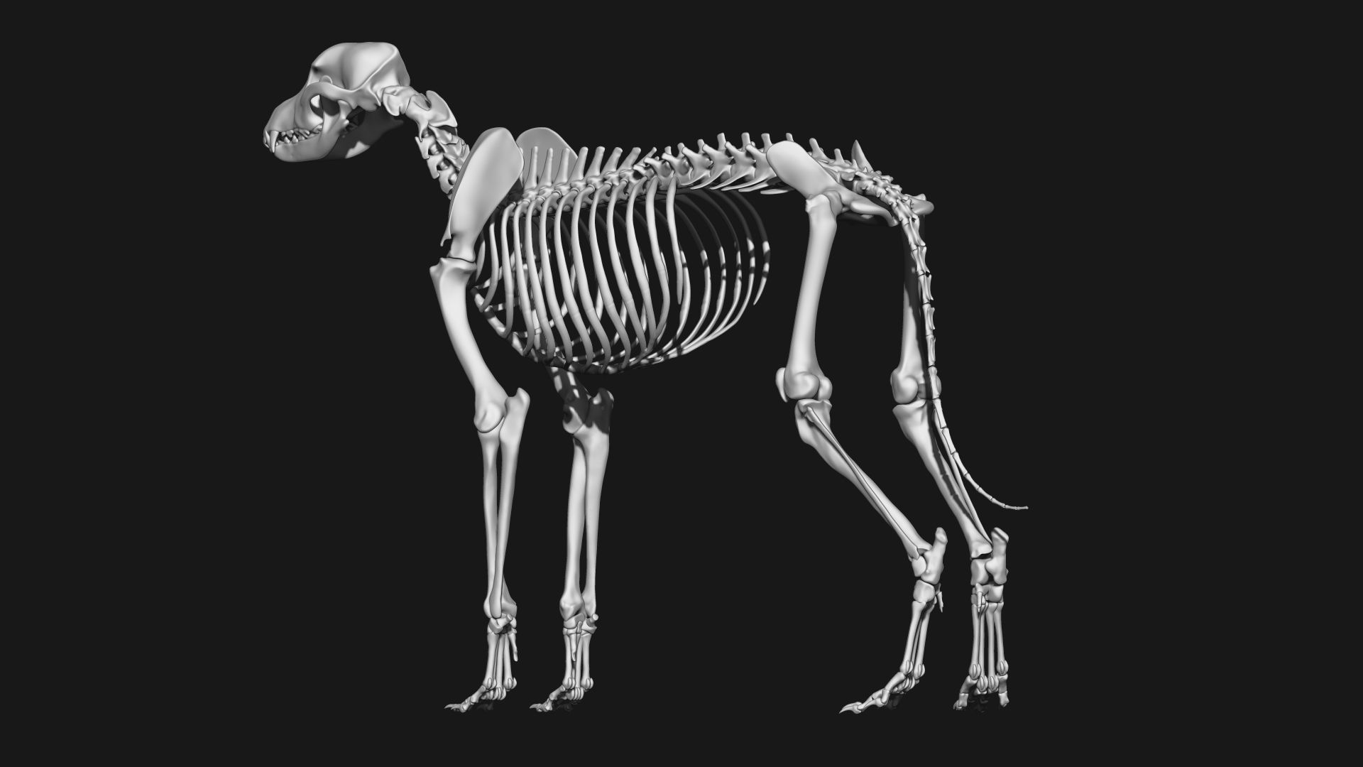 Dog Skeleton 3D model_6