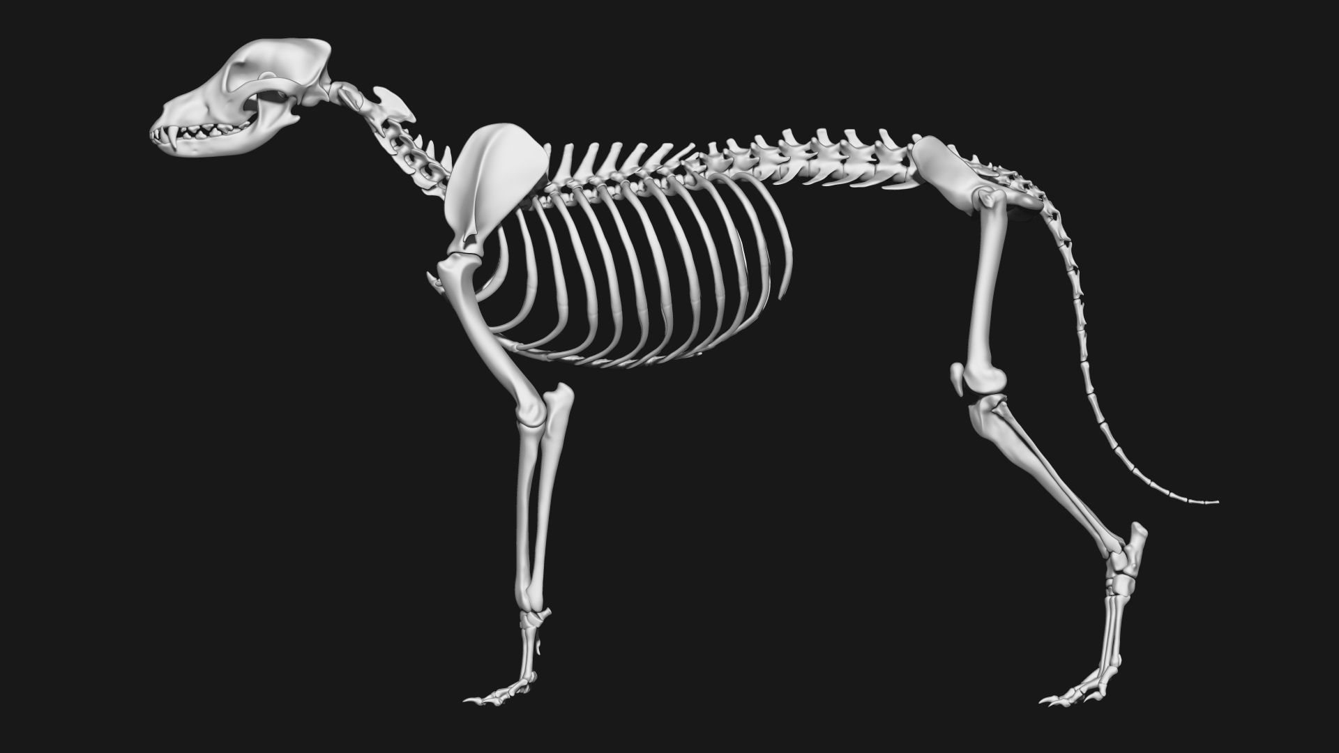 Dog Skeleton 3D model_1