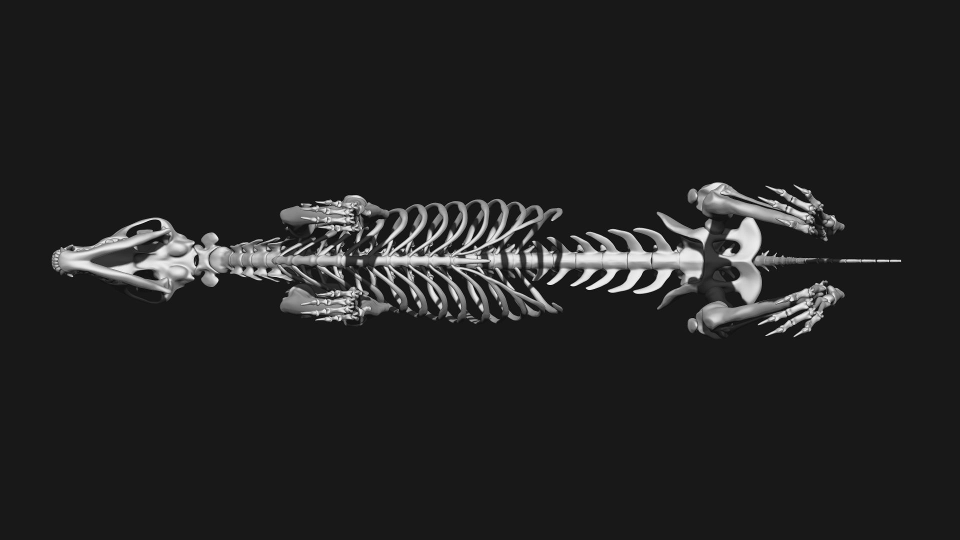 Dog Skeleton 3D model_5