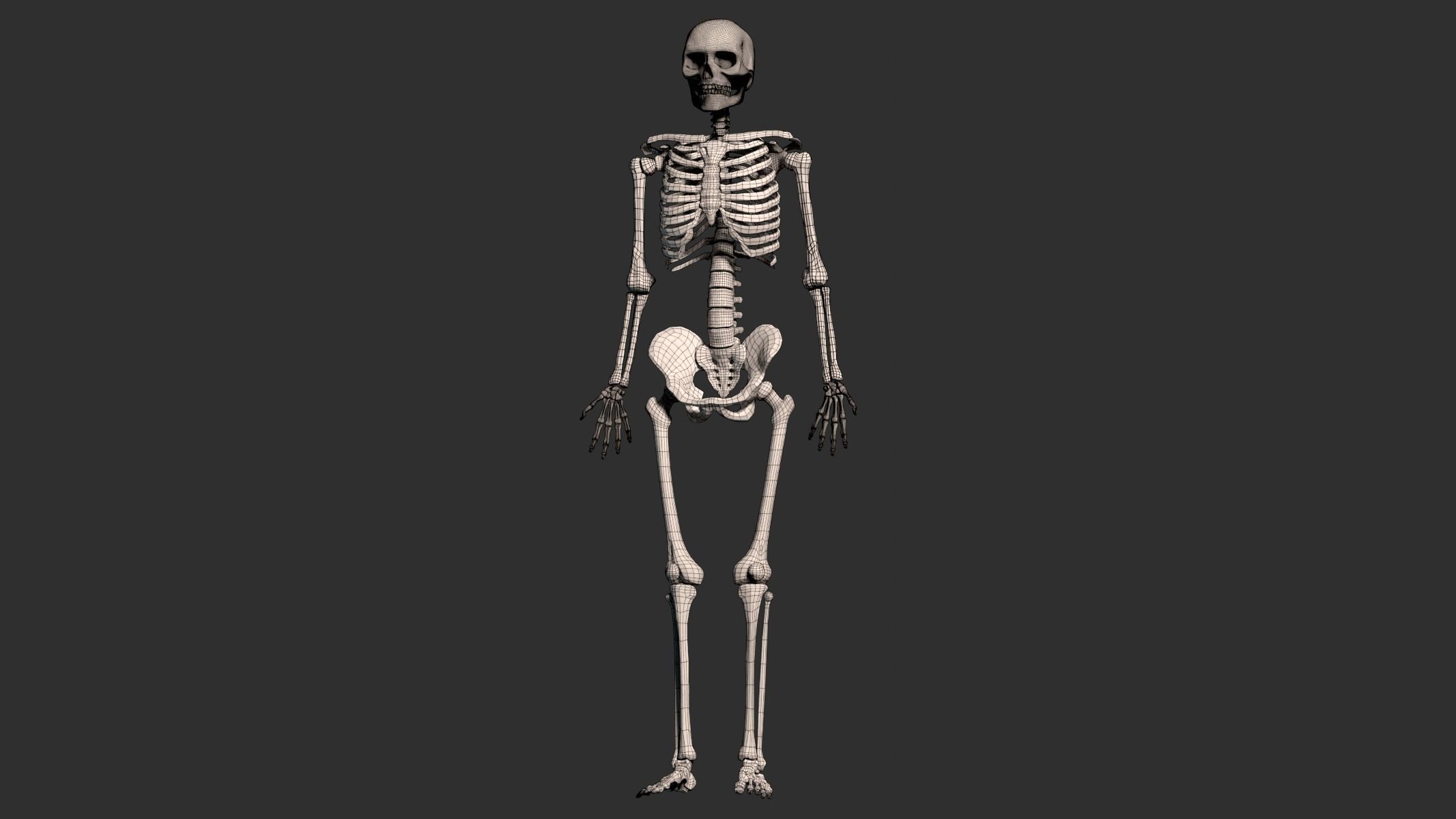 Human Male Skeleton Low-poly 3D model_27