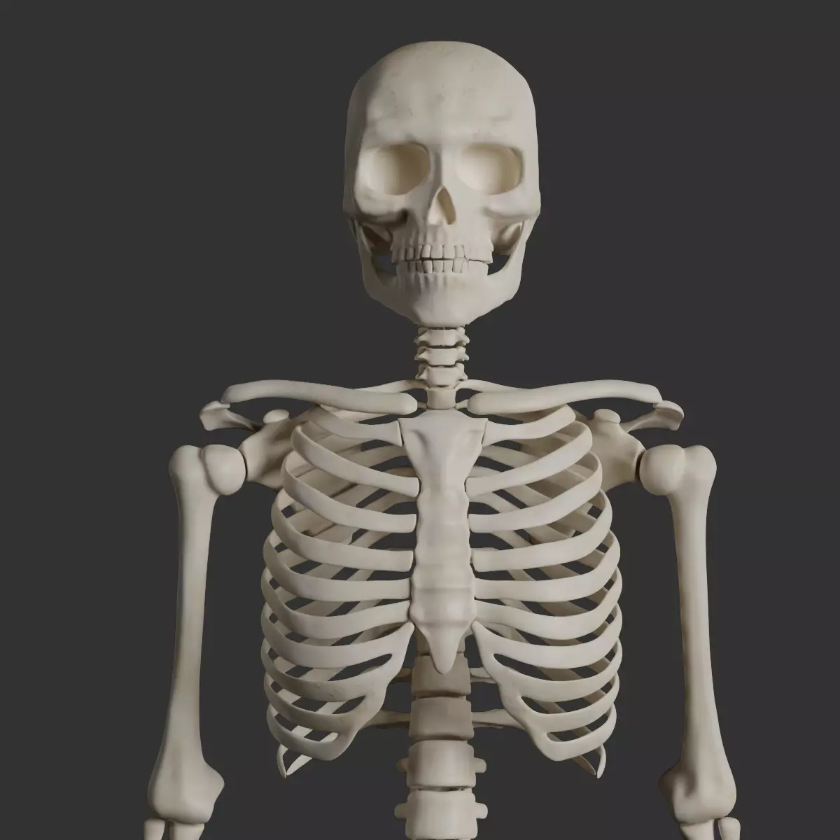 Human Male Skeleton Low-poly 3D model_0