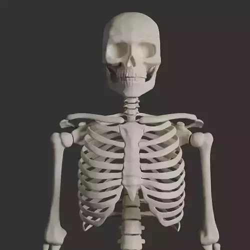 Human Male Skeleton Low-poly 3D model Human Male Skeleton Low-poly 3D model
