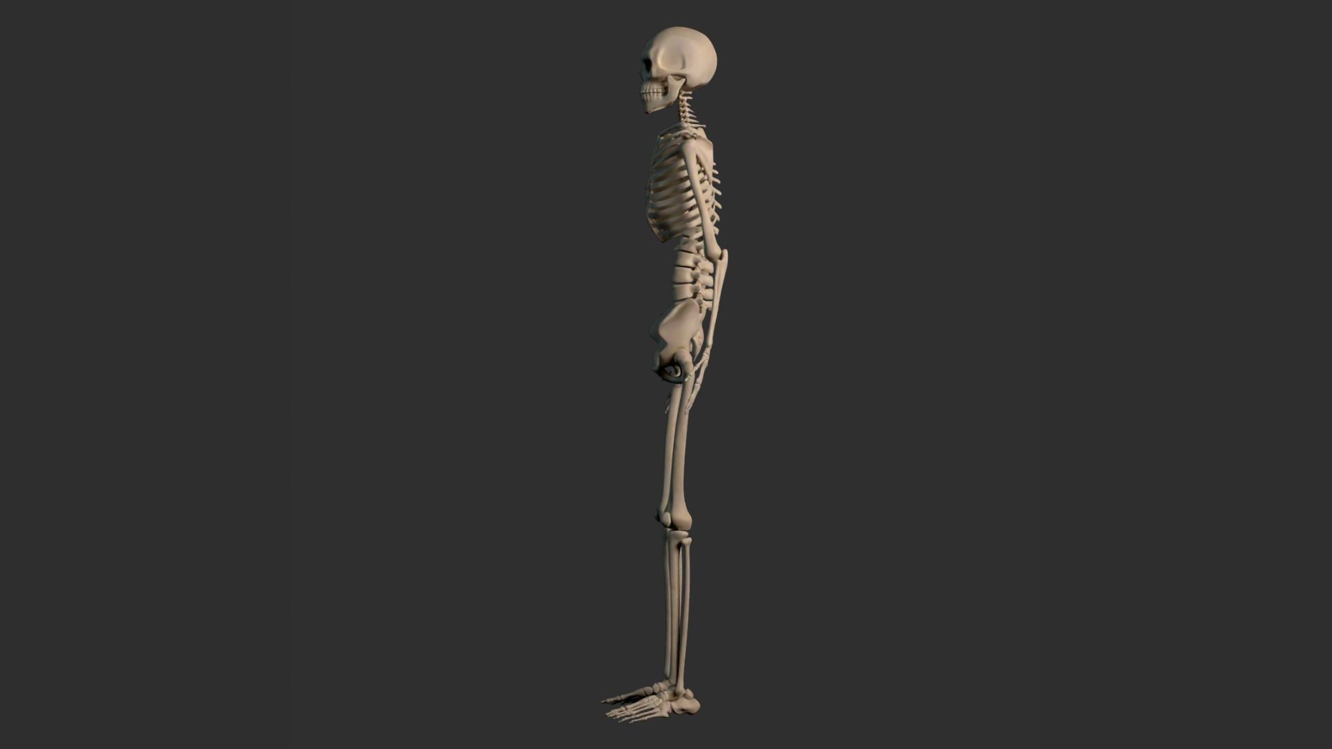 Human Male Skeleton Low-poly 3D model_22