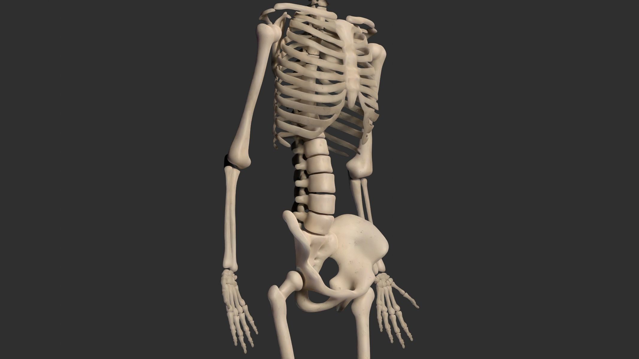 Human Male Skeleton Low-poly 3D model_3