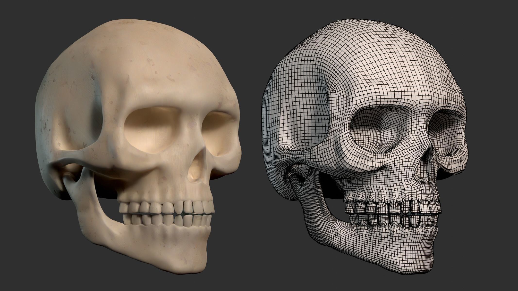 Human Male Skeleton Low-poly 3D model_6
