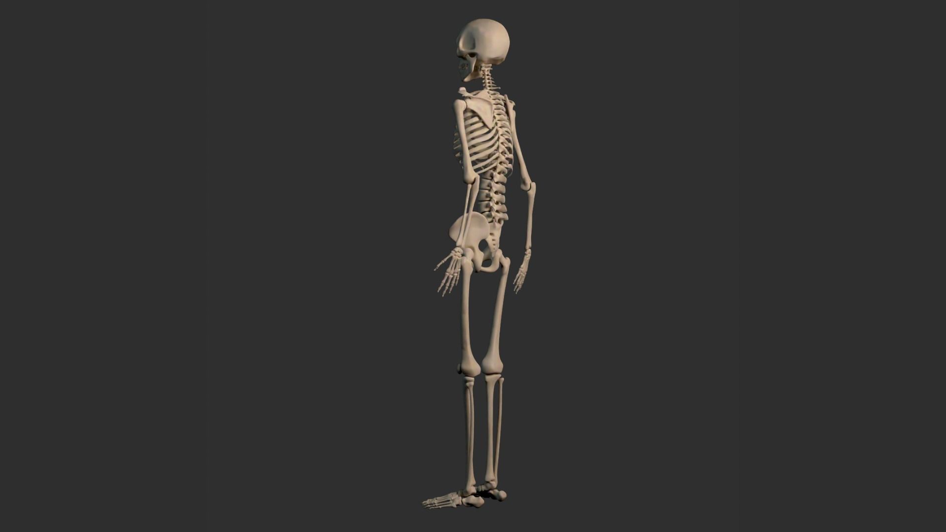 Human Male Skeleton Low-poly 3D model_20