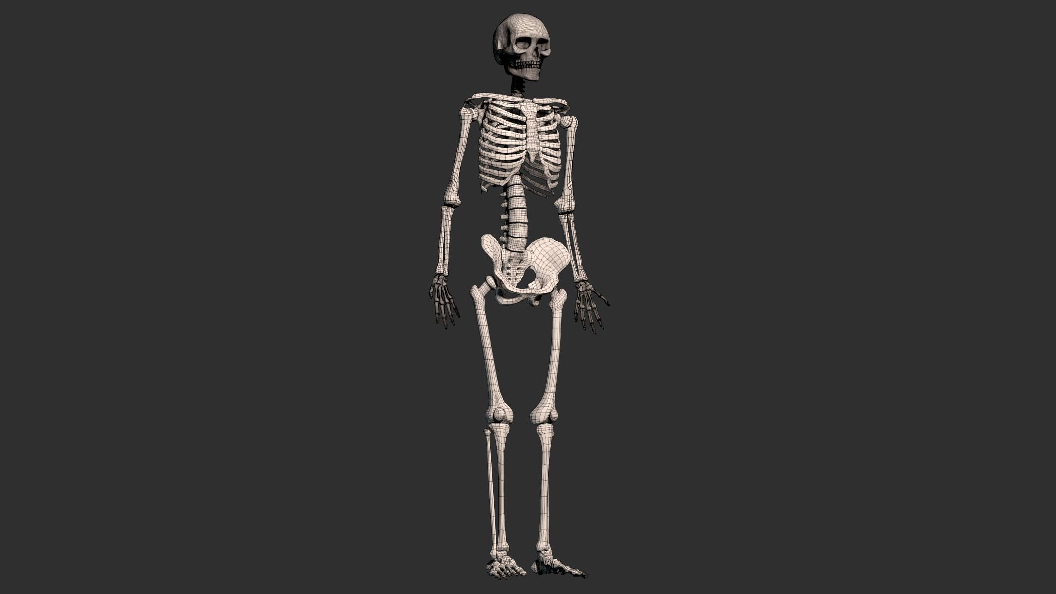 Human Male Skeleton Low-poly 3D model_9