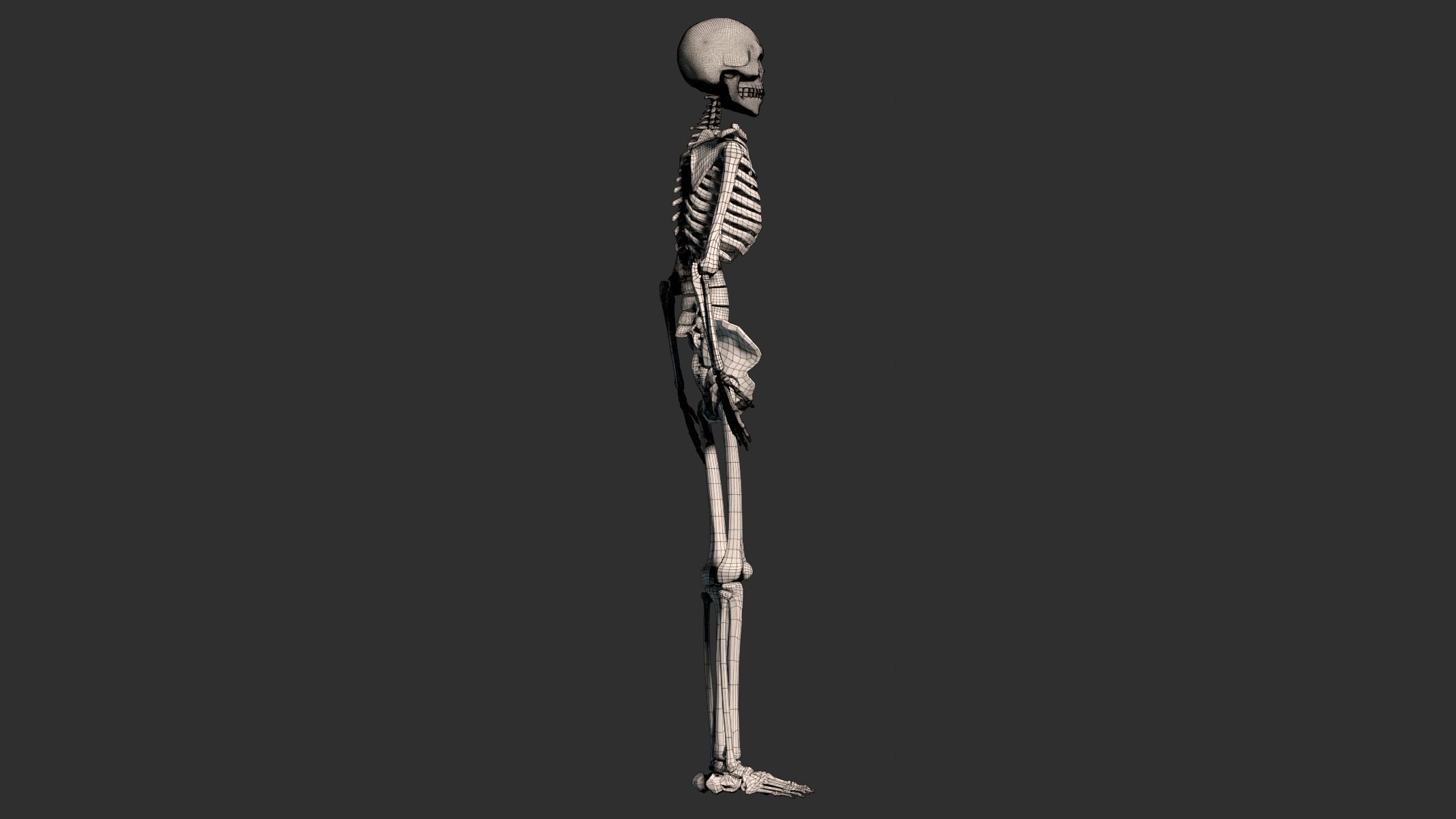 Human Male Skeleton Low-poly 3D model_13