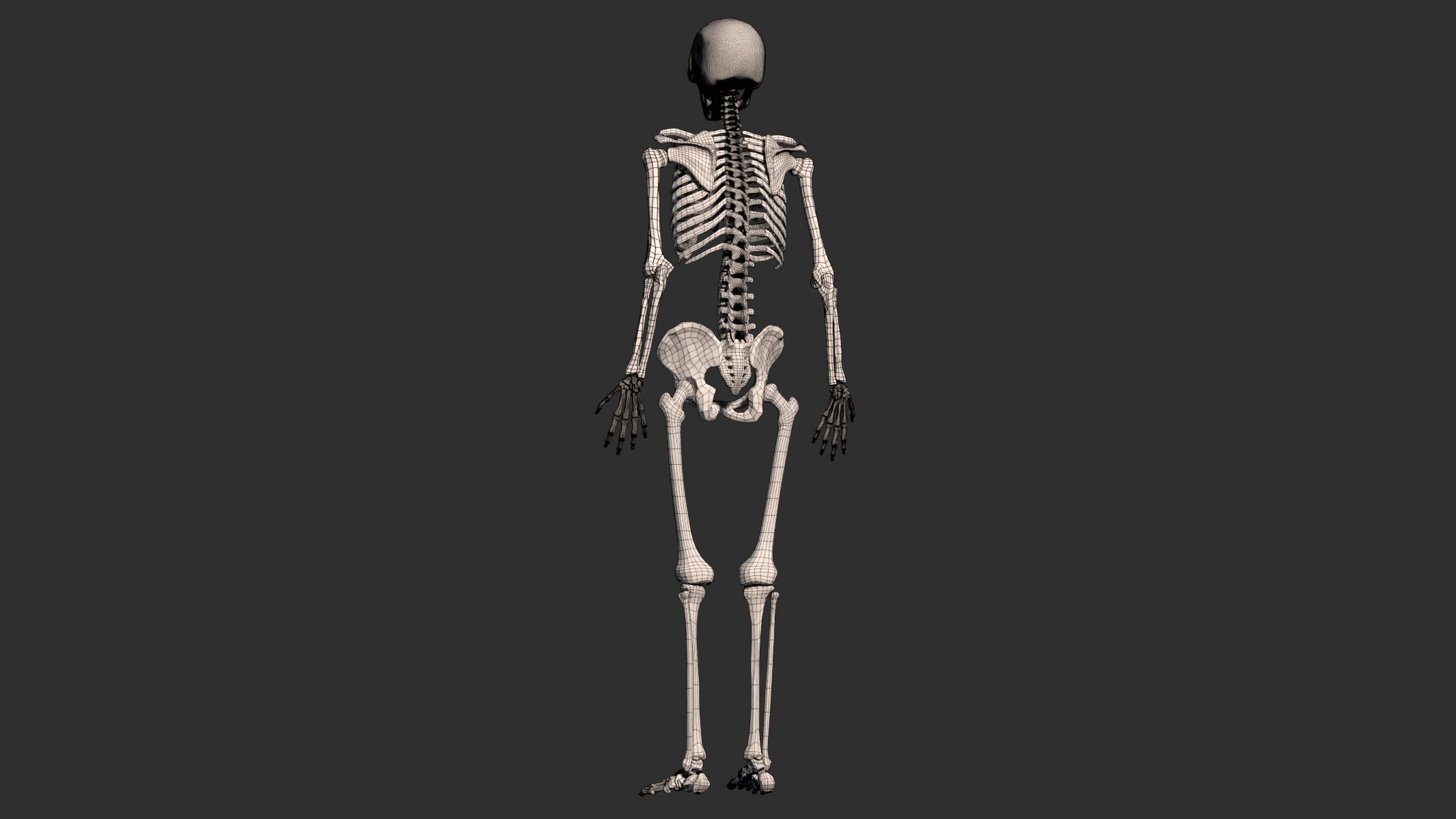 Human Male Skeleton Low-poly 3D model_19