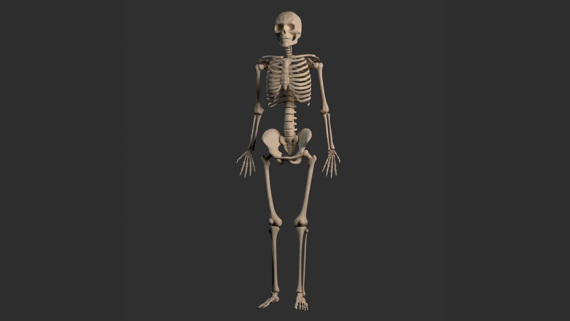 Human Male Skeleton Low-poly 3D model_26
