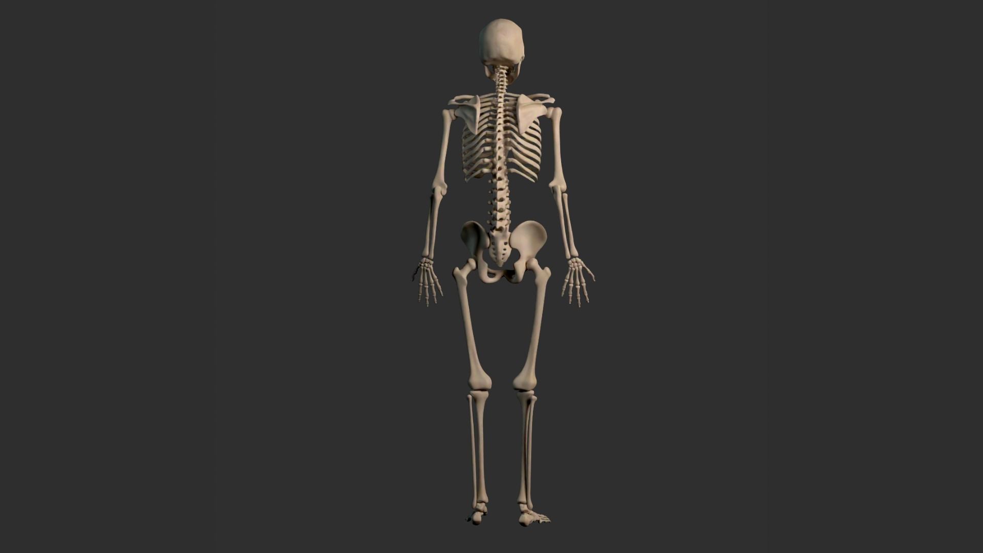 Human Male Skeleton Low-poly 3D model_16