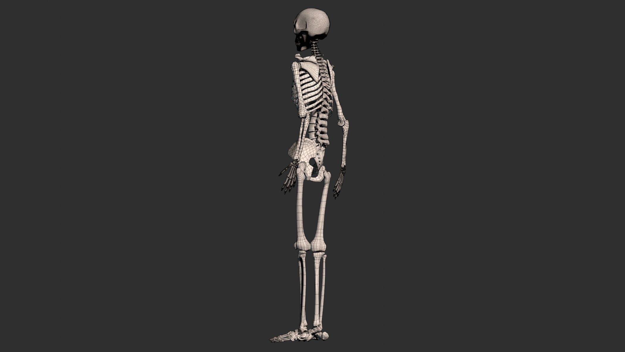 Human Male Skeleton Low-poly 3D model_21