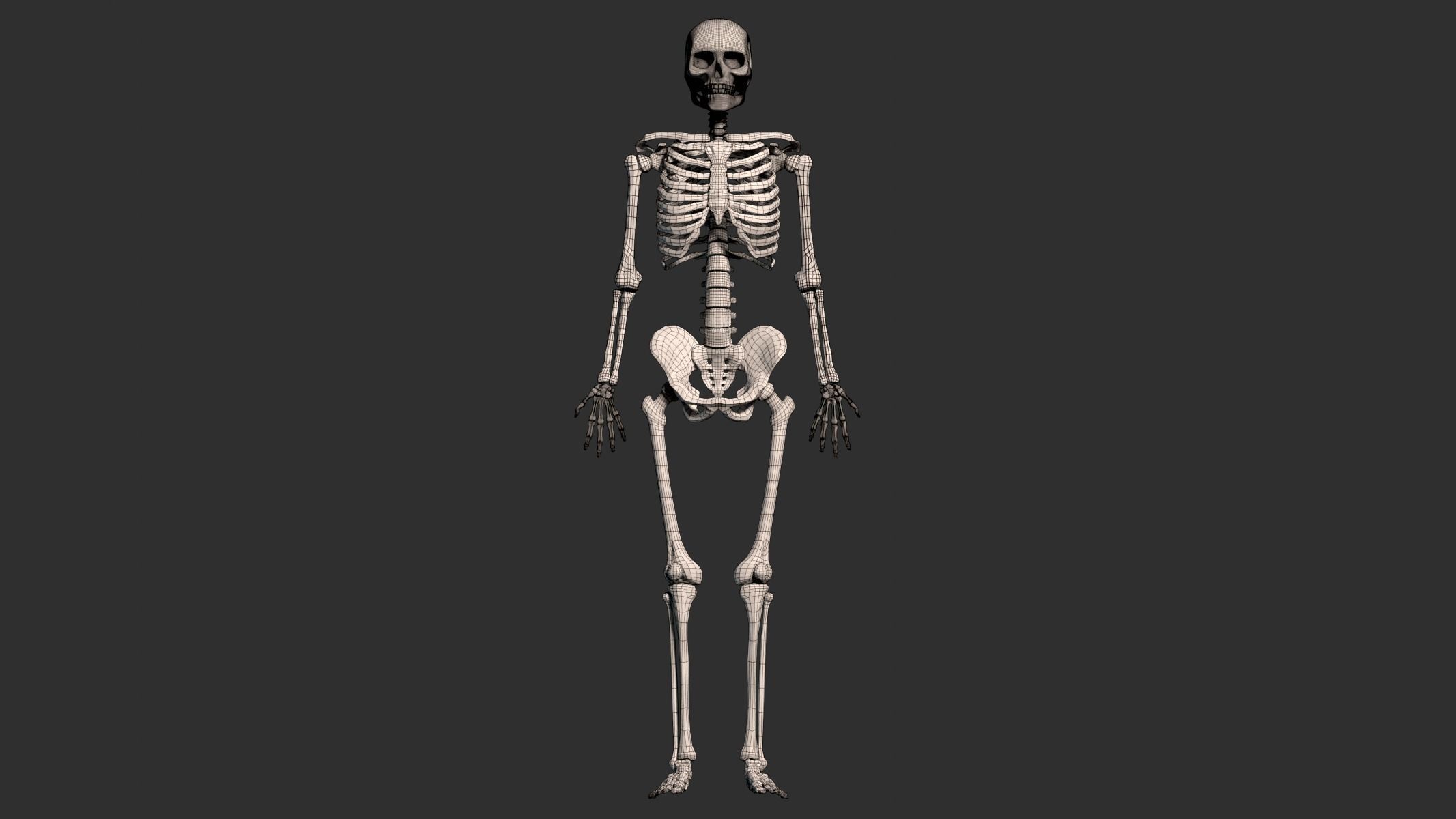 Human Male Skeleton Low-poly 3D model_5