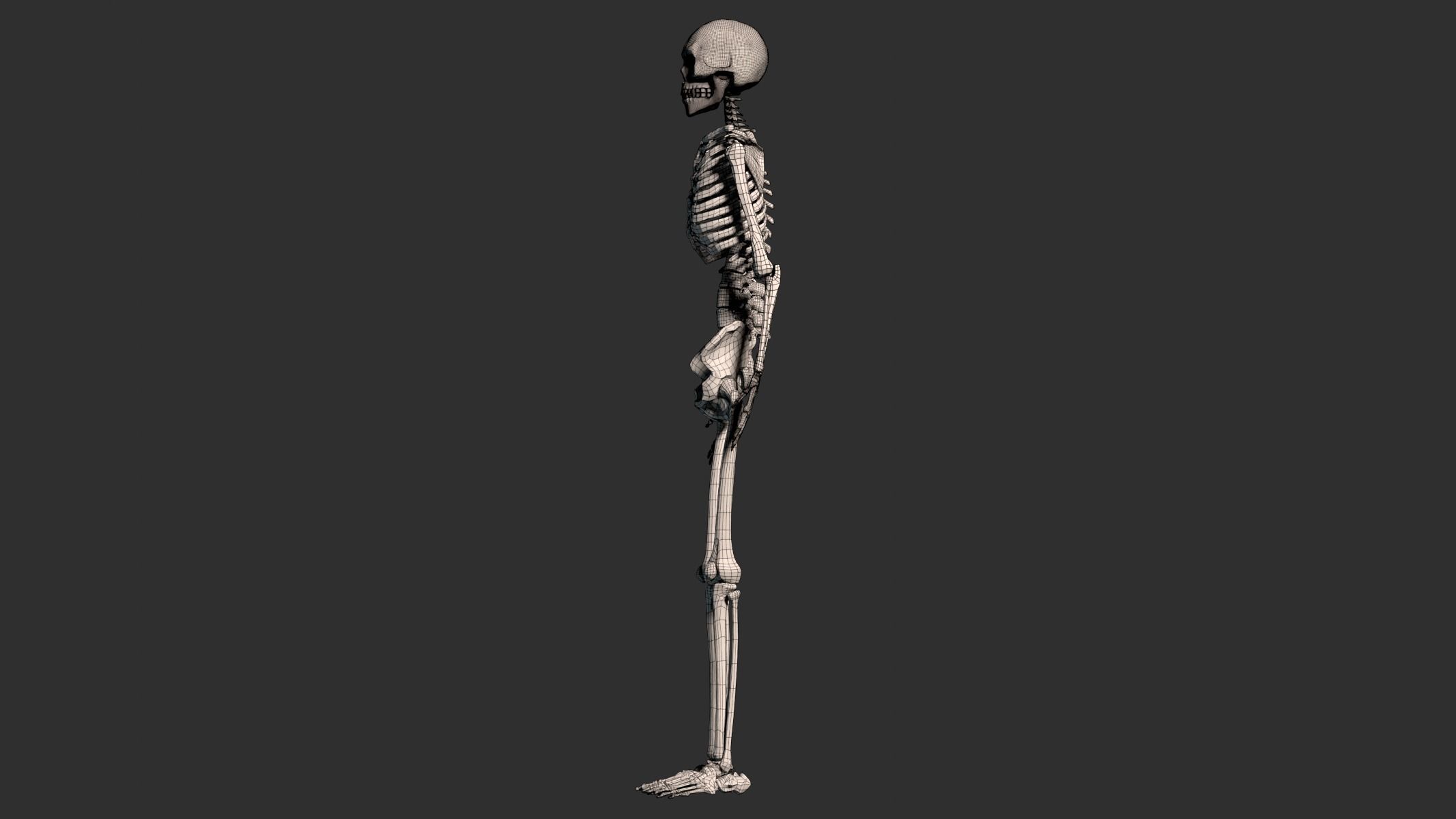 Human Male Skeleton Low-poly 3D model_23