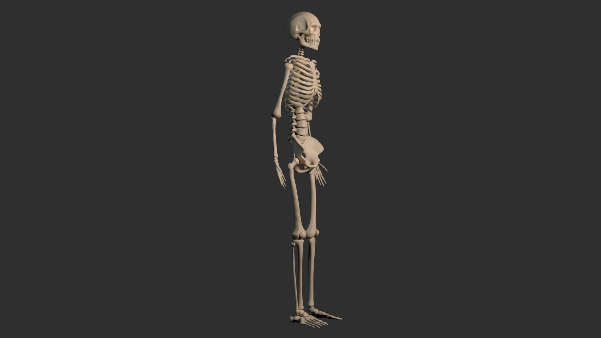 Human Male Skeleton Low-poly 3D model_10