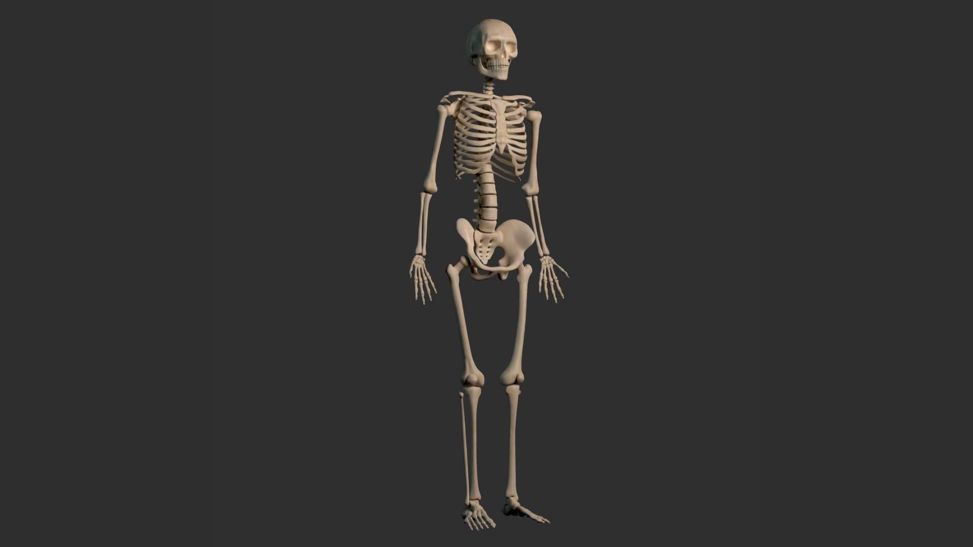 Human Male Skeleton Low-poly 3D model_8