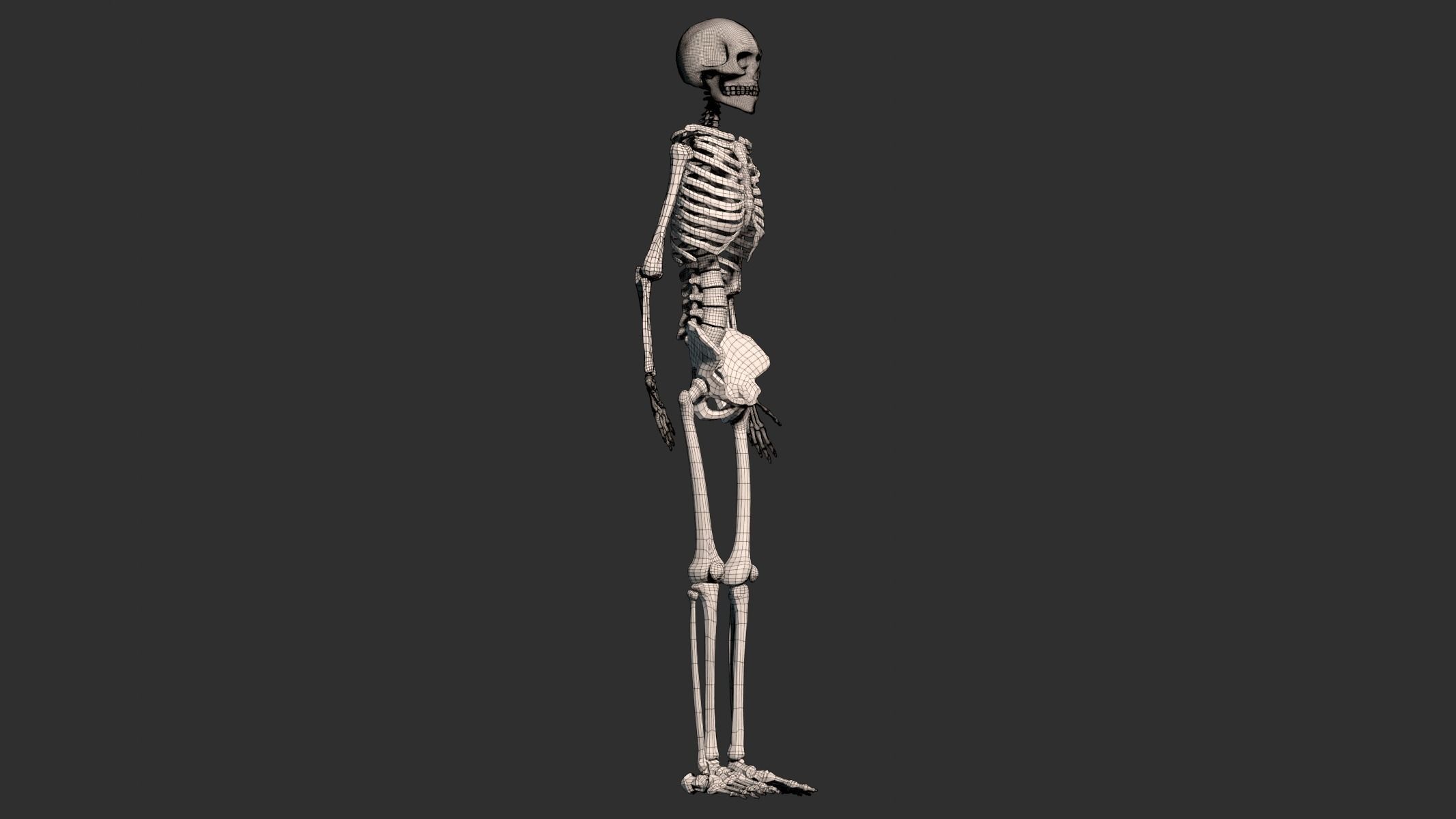 Human Male Skeleton Low-poly 3D model_11