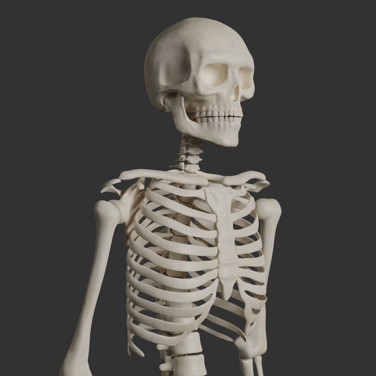 Human Male Skeleton Low-poly 3D model_1
