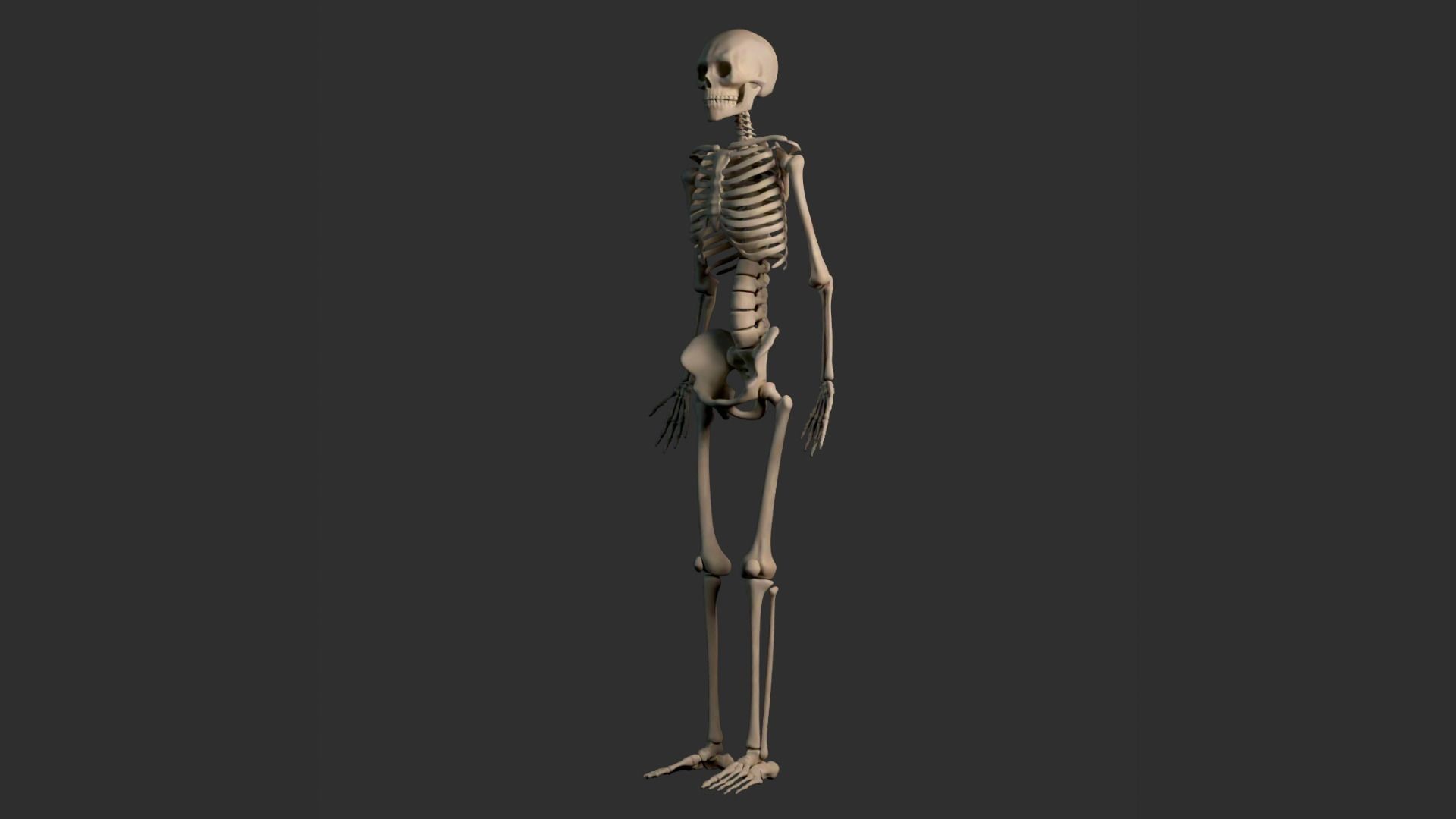 Human Male Skeleton Low-poly 3D model_24
