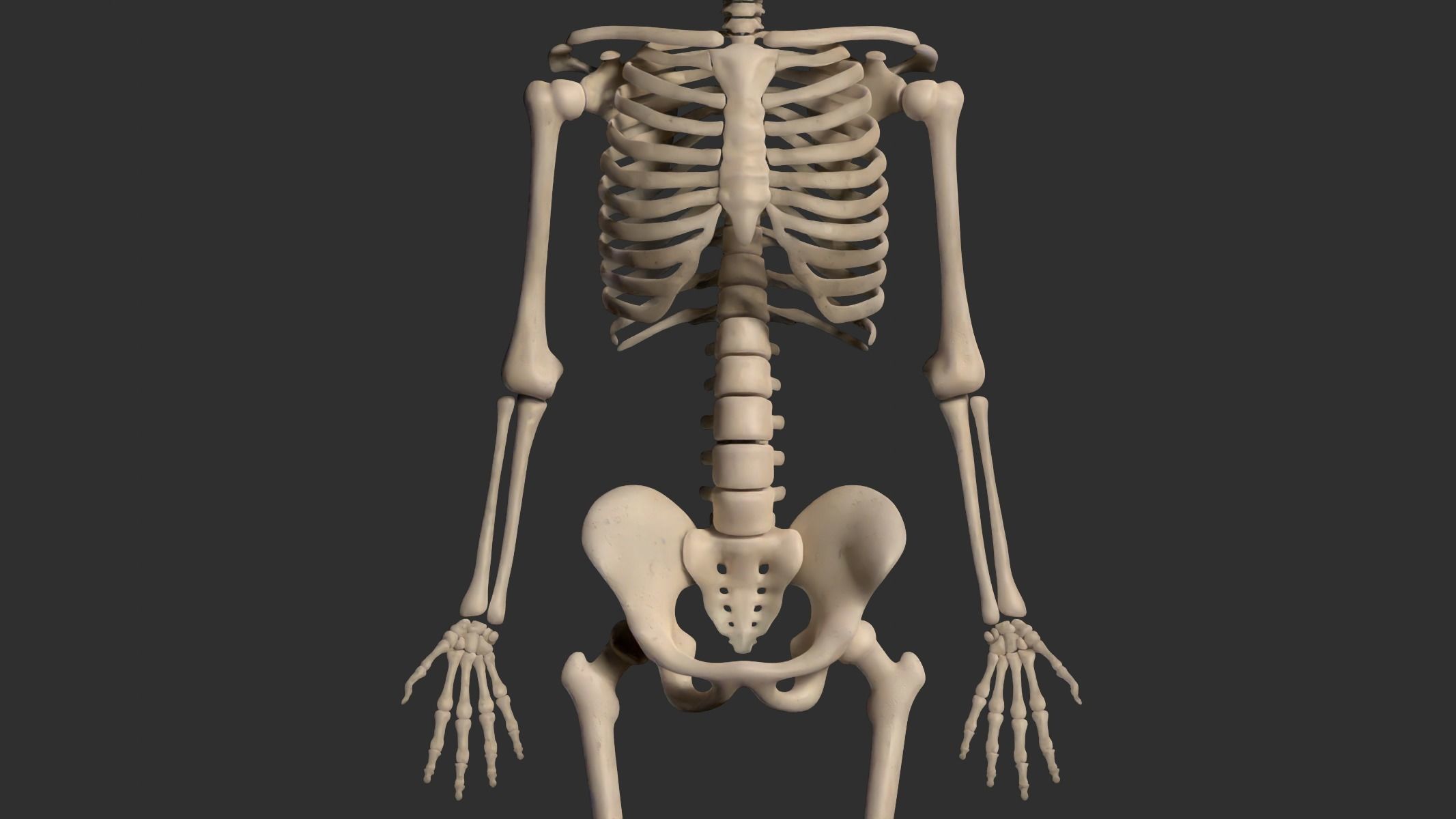 Human Male Skeleton Low-poly 3D model_2
