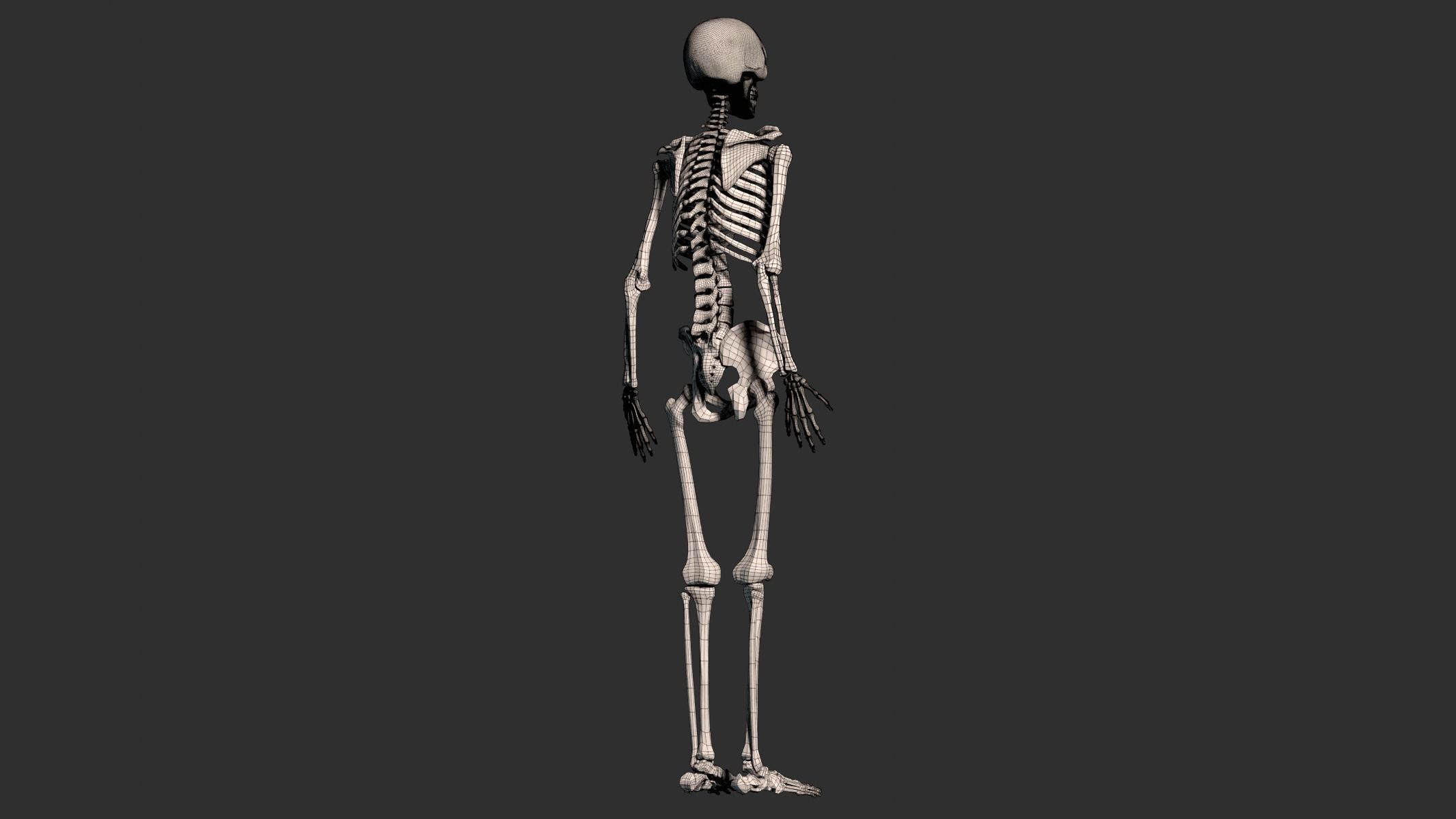 Human Male Skeleton Low-poly 3D model_15