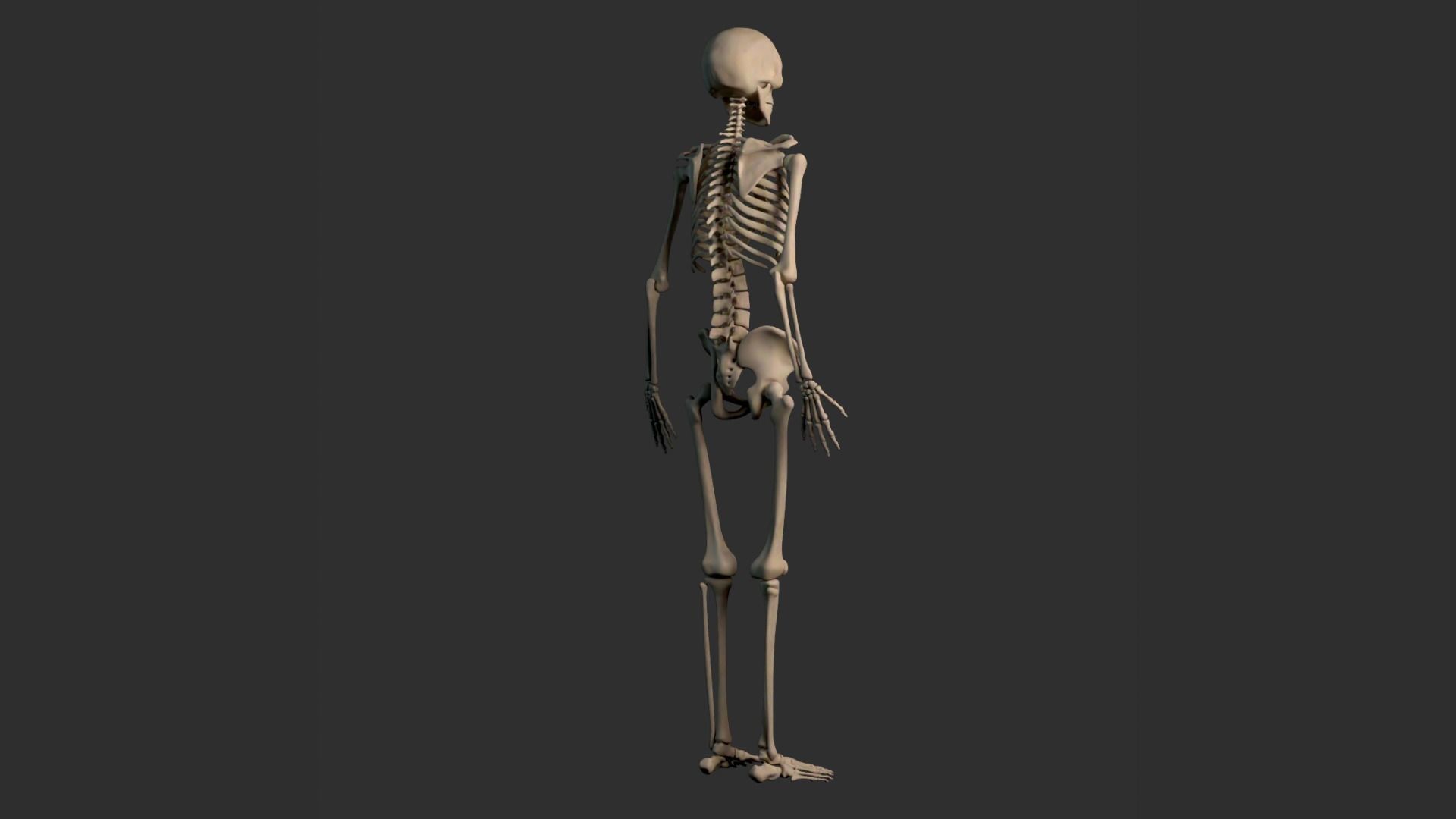 Human Male Skeleton Low-poly 3D model_14