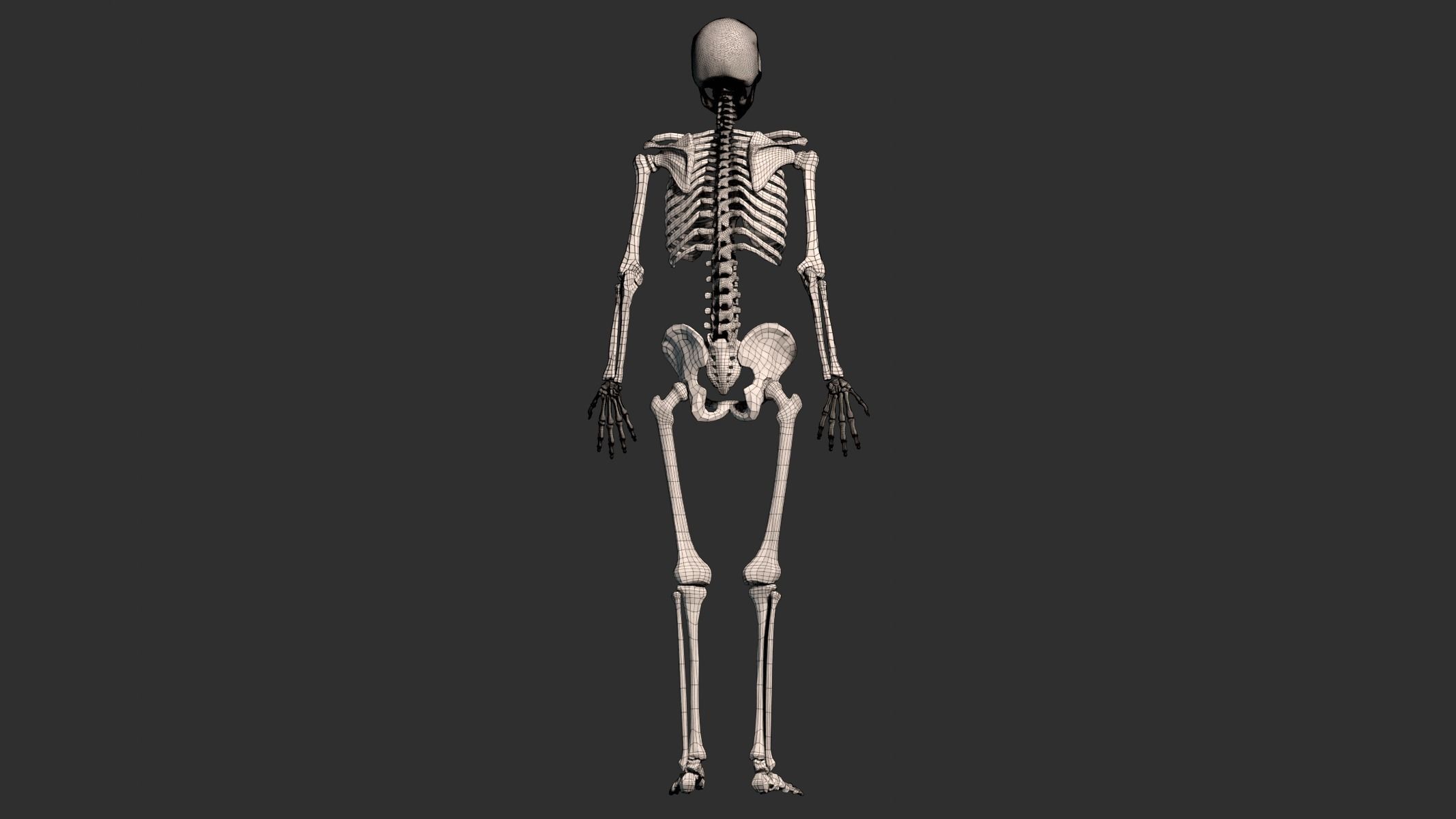 Human Male Skeleton Low-poly 3D model_17