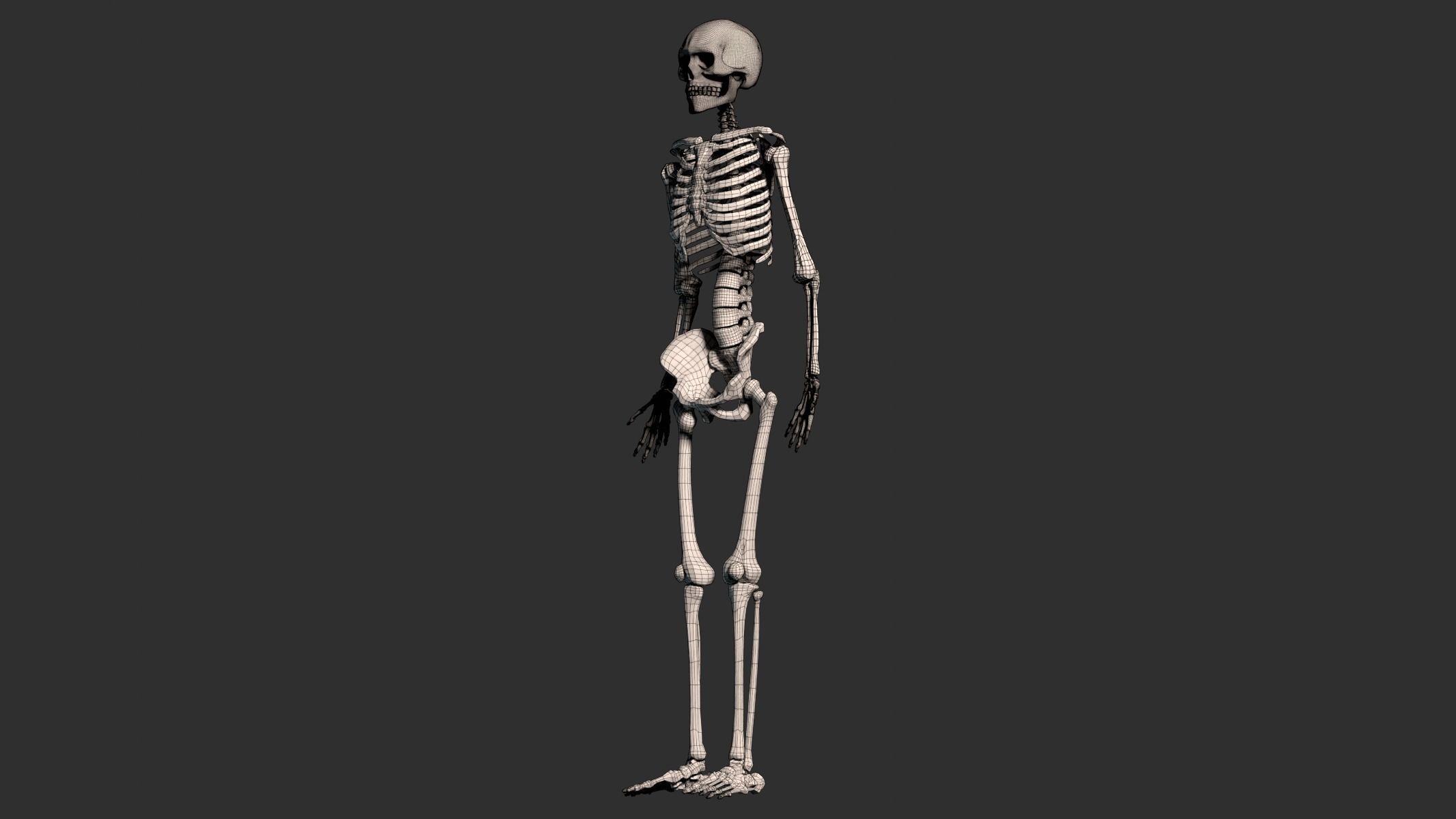Human Male Skeleton Low-poly 3D model_25