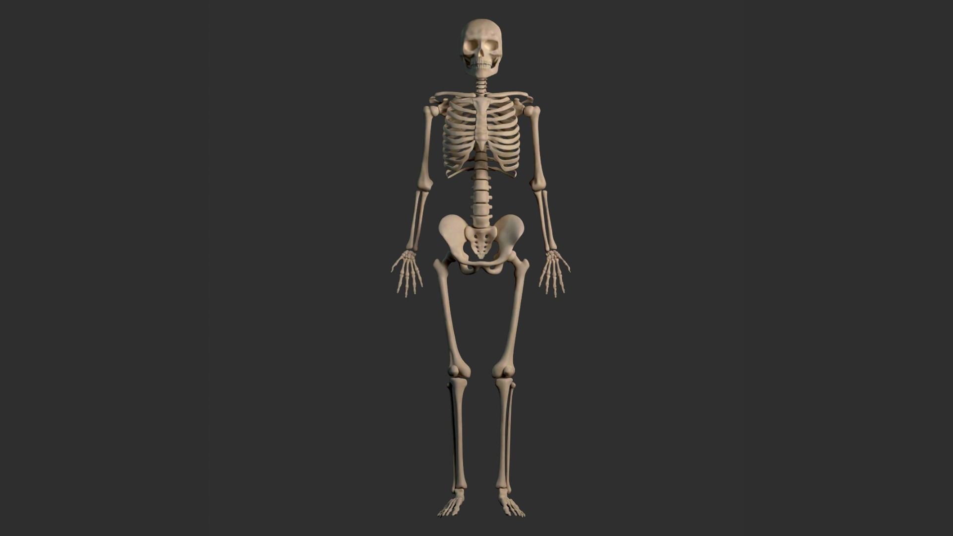Human Male Skeleton Low-poly 3D model_4