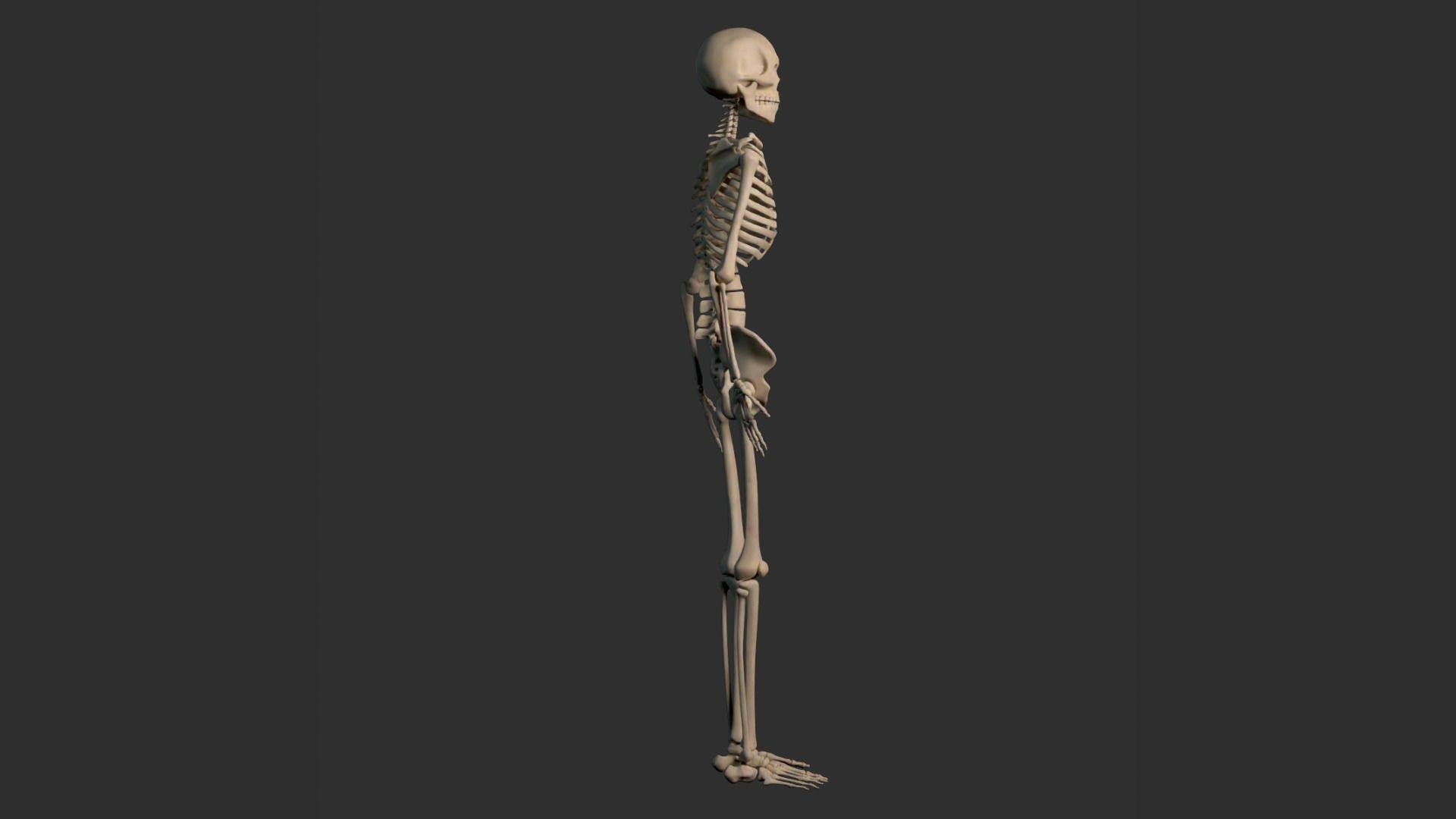 Human Male Skeleton Low-poly 3D model_12