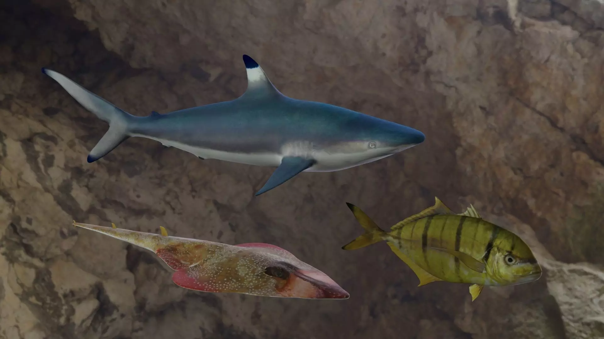 Fishes fish swimming in water 3D Model Collection_0