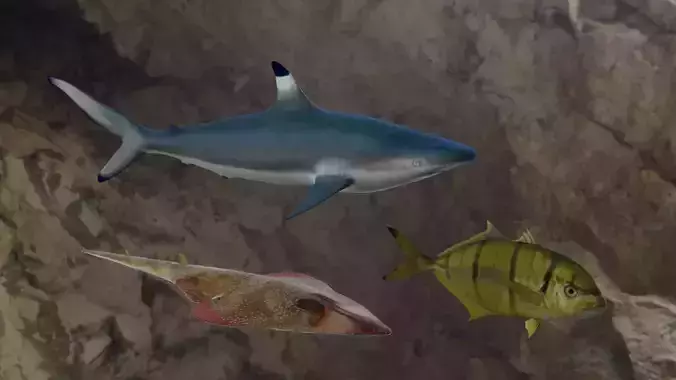 Fishes fish swimming in water 3D Model Collection Fishes fish swimming in water 3D Model Collection