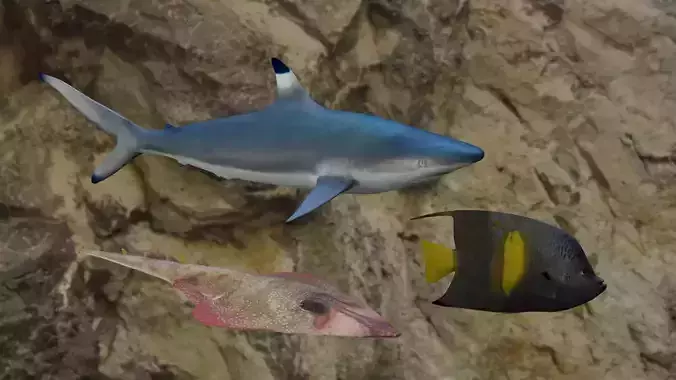 Fishes shark swimming in ocean 3D Model Collection Fishes shark swimming in ocean 3D Model Collection