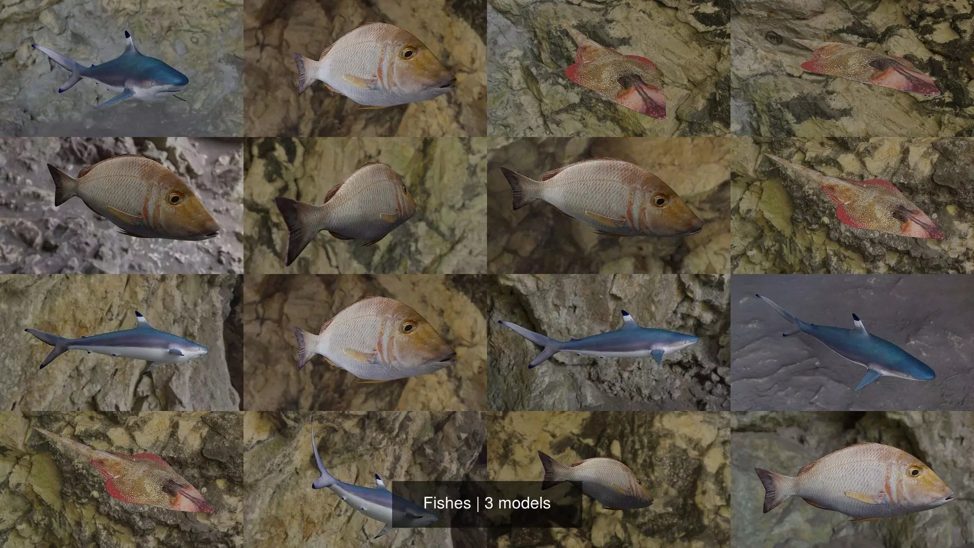 Fishes shark swimming in ocean 3D Model Collection_1