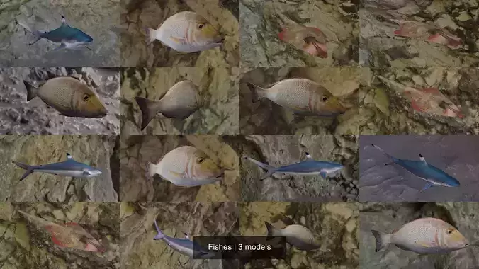 Fishes shark swimming in ocean