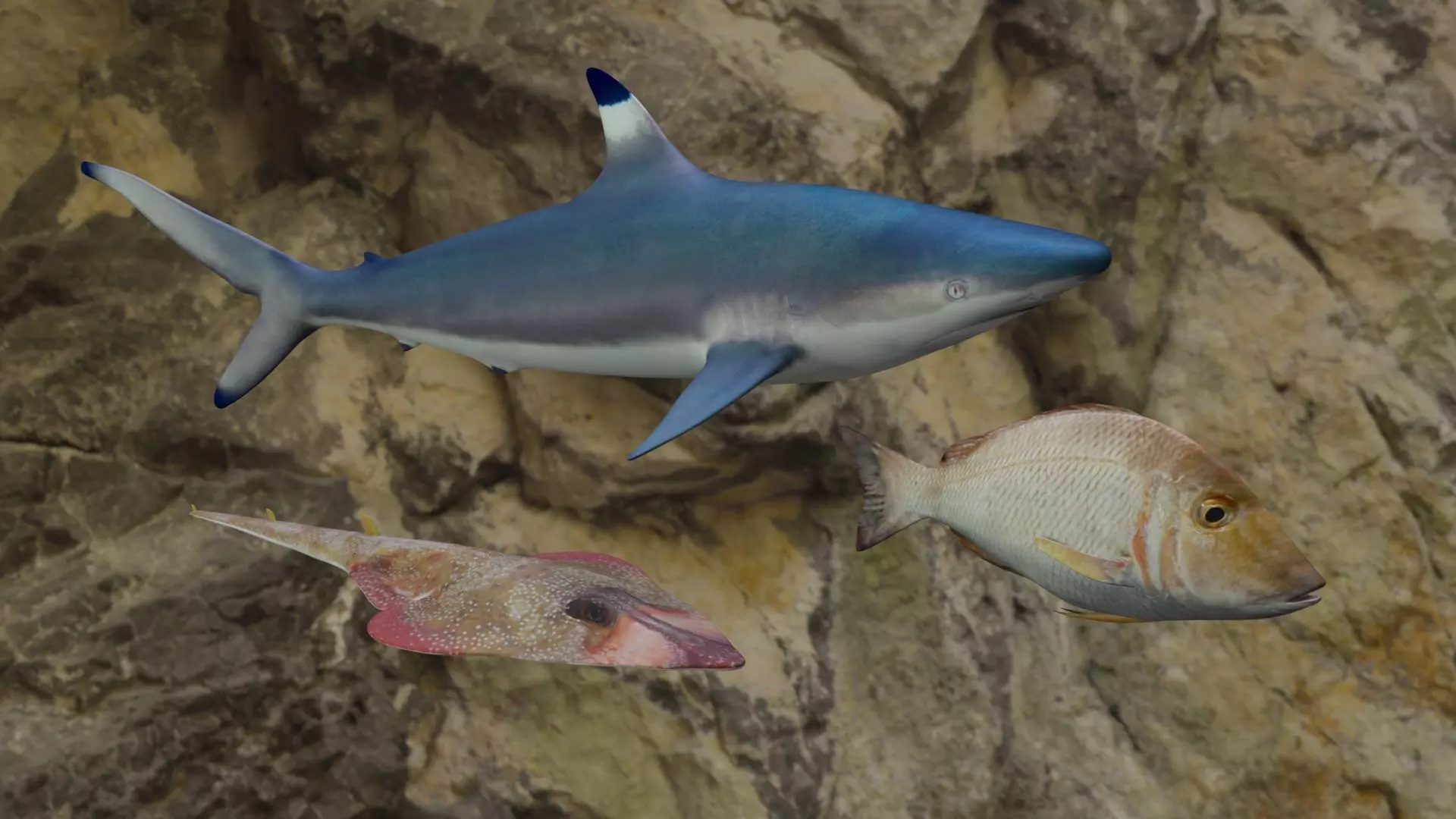 Fishes shark swimming in ocean 3D Model Collection_0