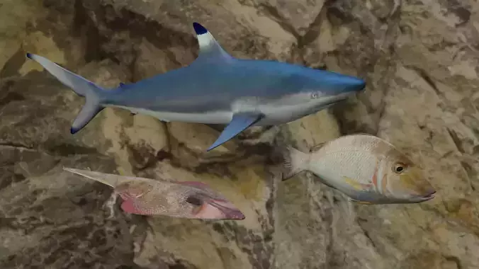 Fishes shark swimming in ocean 3D Model Collection Fishes shark swimming in ocean 3D Model Collection