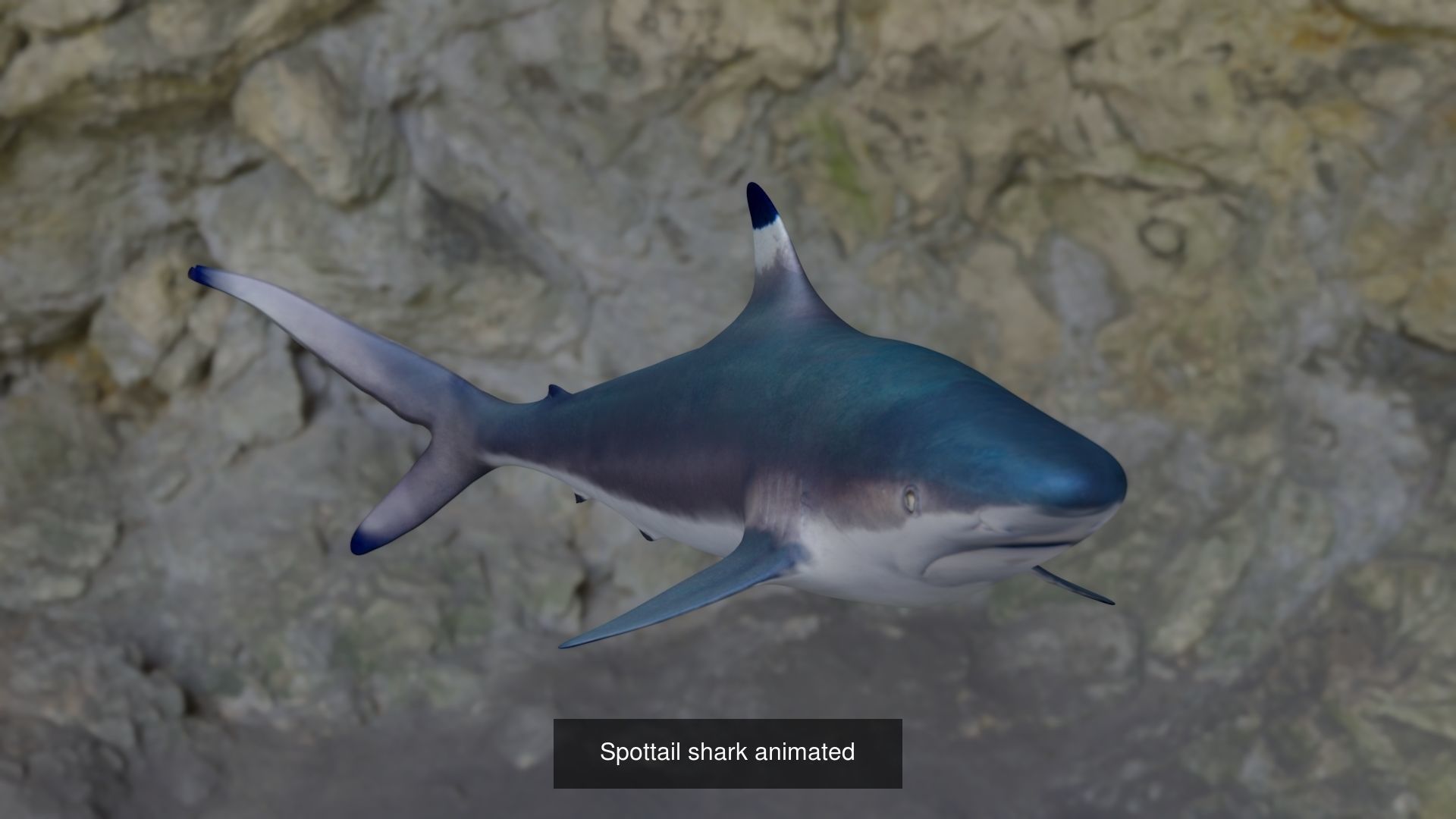 Fishes shark swimming in ocean 3D Model Collection_1
