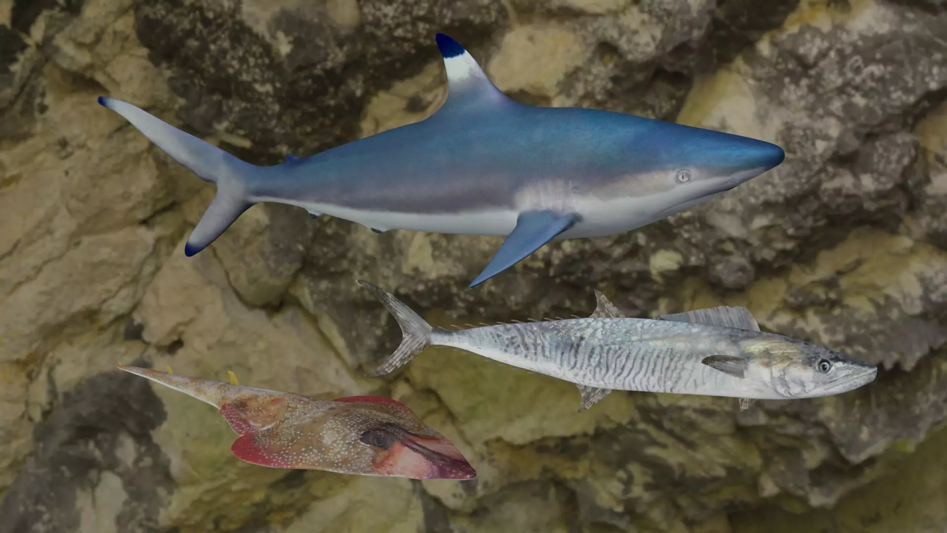 Fishes shark swimming in ocean 3D Model Collection_0
