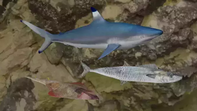 Fishes shark swimming in ocean 3D Model Collection