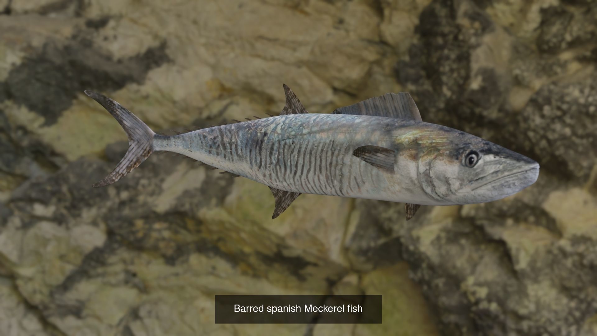 Fishes shark swimming in ocean 3D Model Collection_2