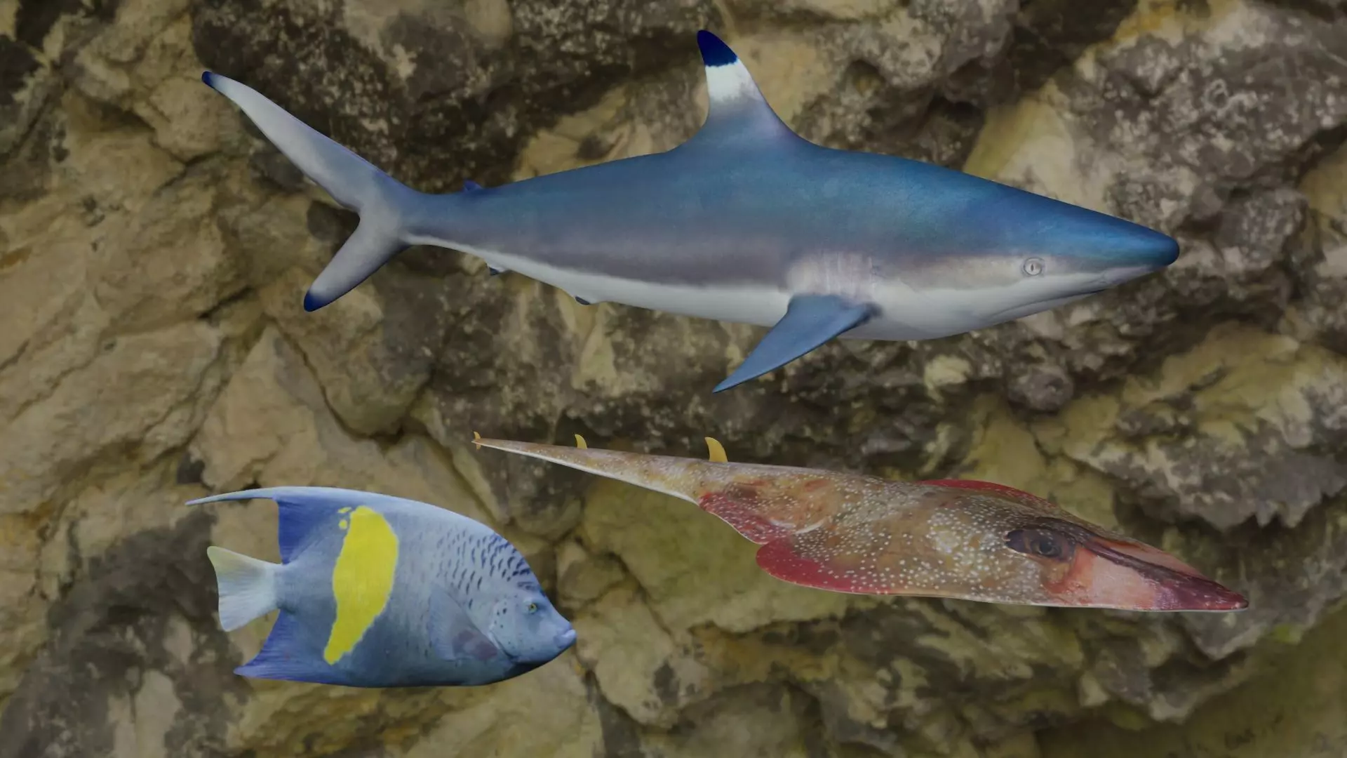Fishes shark swimming in ocean 3D Model Collection_0
