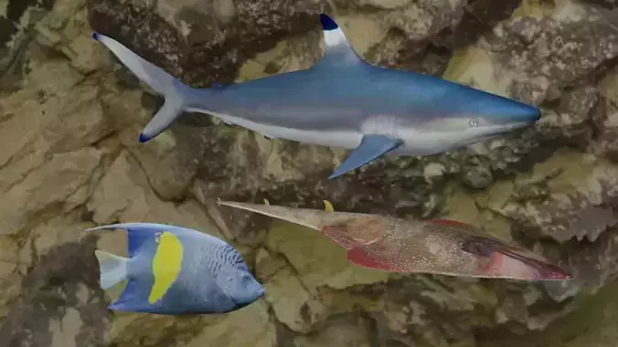Fishes shark swimming in ocean 3D Model Collection Fishes shark swimming in ocean 3D Model Collection