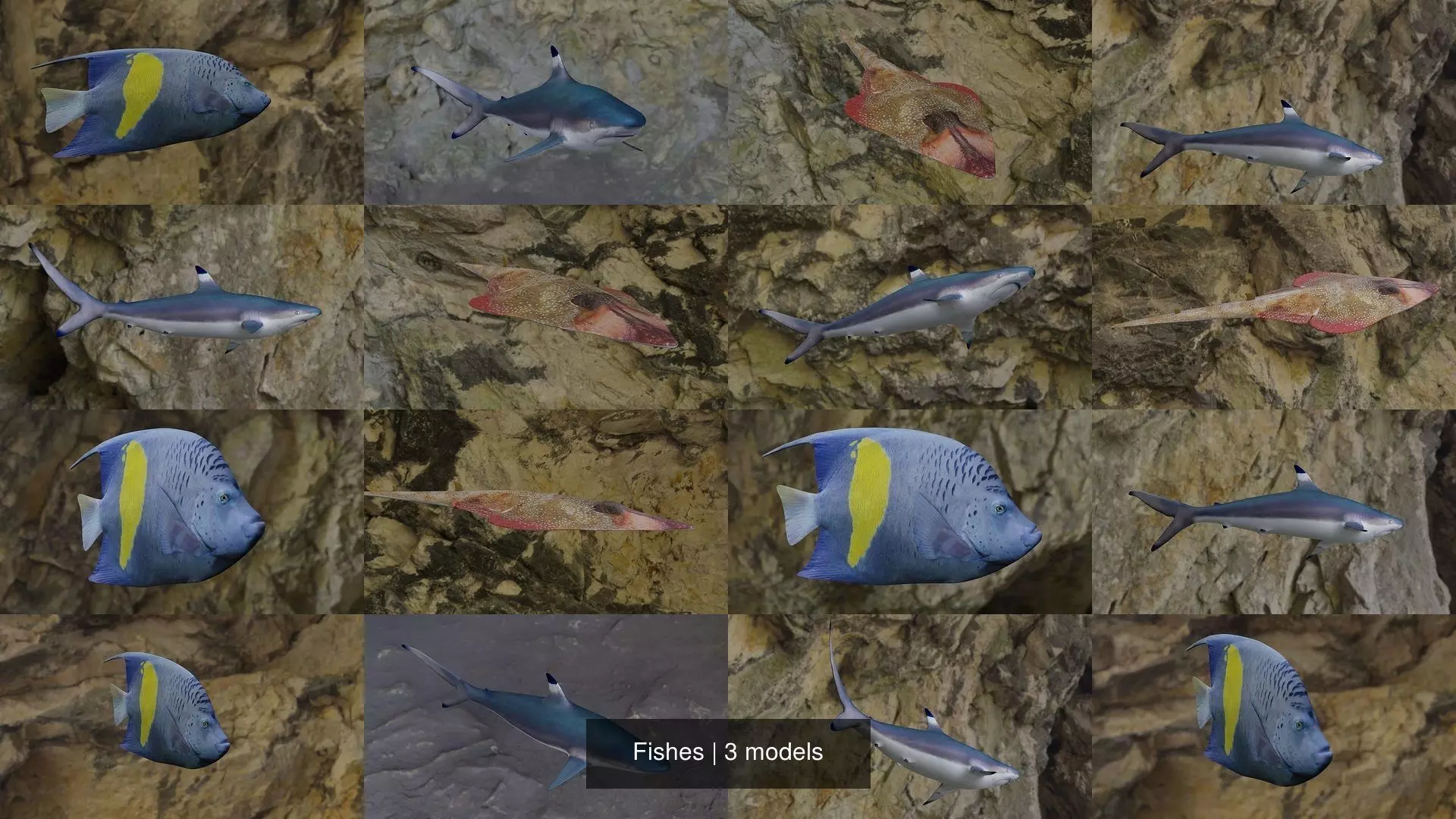 Fishes shark swimming in ocean 3D Model Collection_1