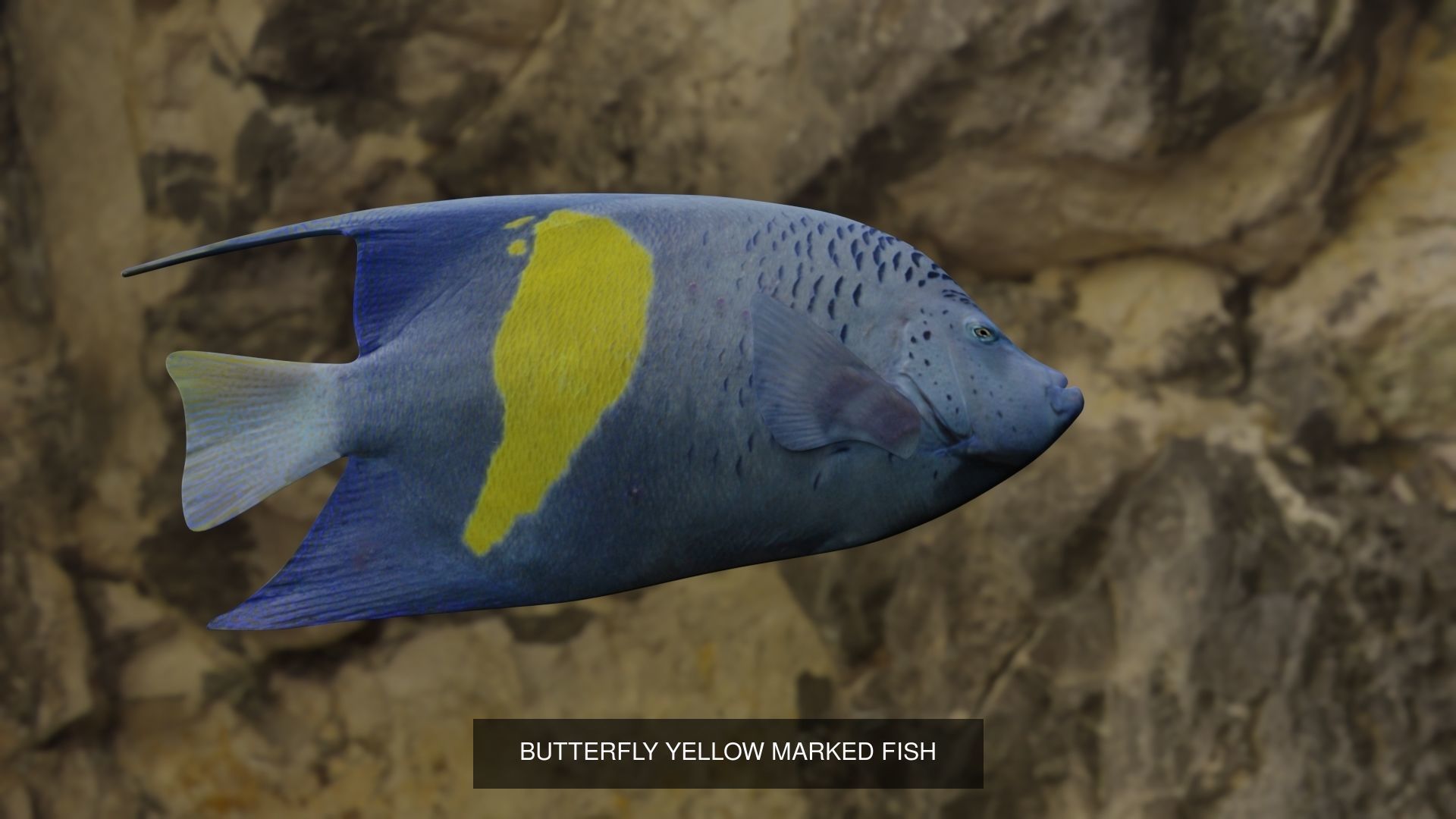 Fishes angelfish in ocean 3D Model Collection_2