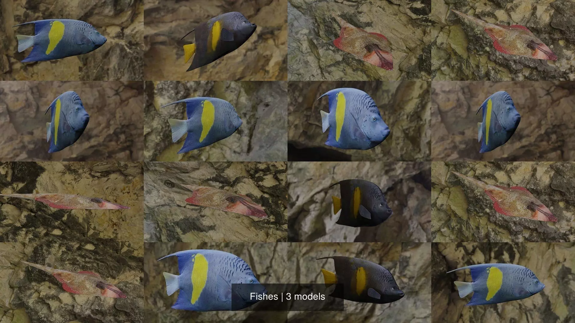 Fishes angelfish in ocean 3D Model Collection_1