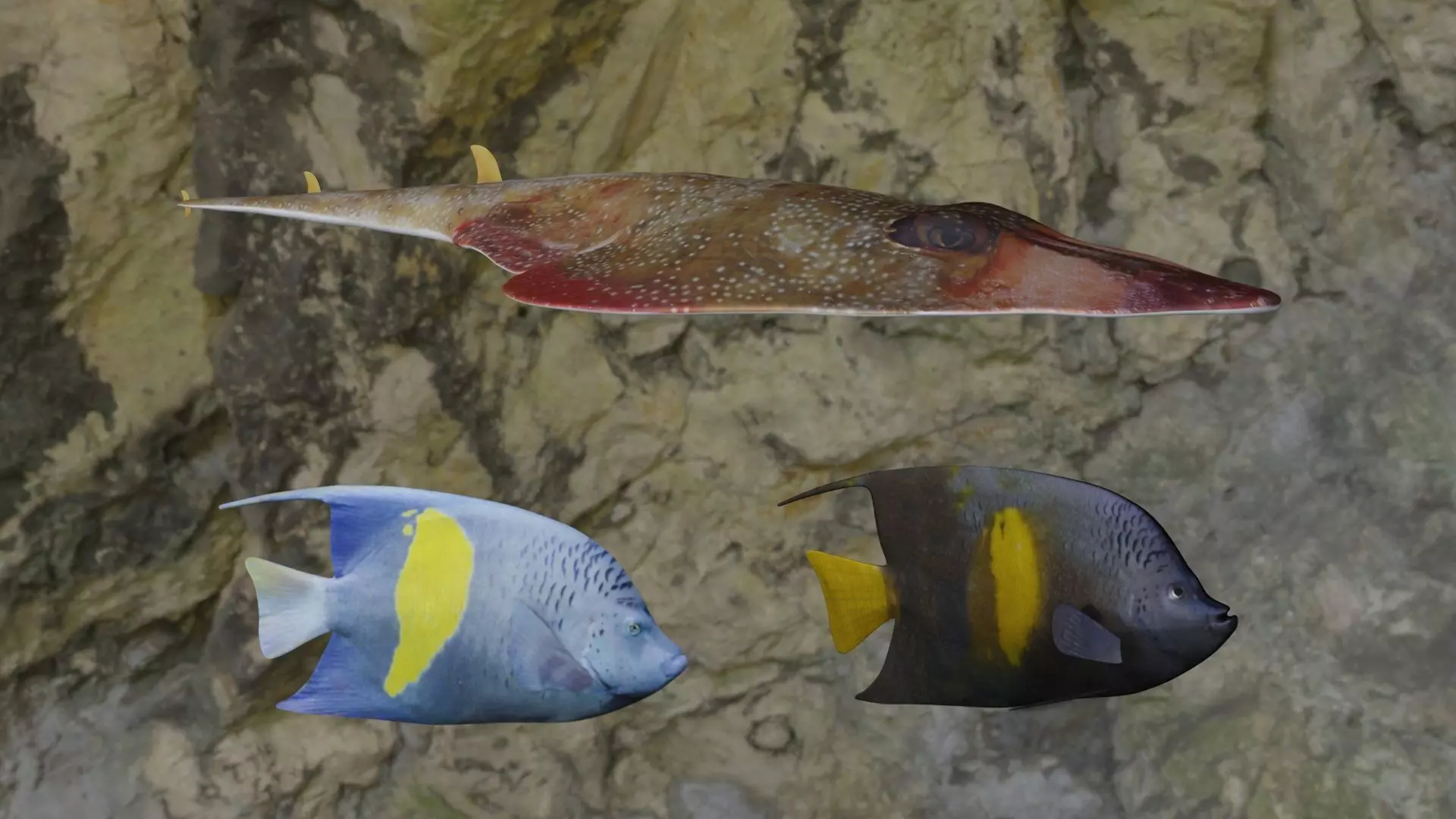 Fishes angelfish in ocean 3D Model Collection_0